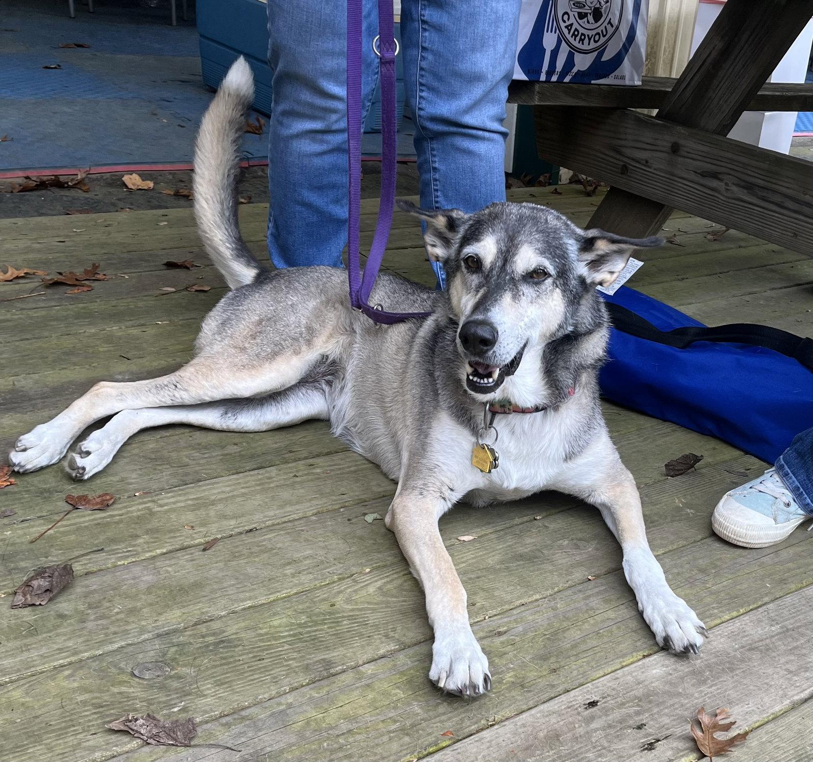 Enlarge Lady aka Lady Bug, a Adoptable mixed breed in Baltimore, MD image 3/3