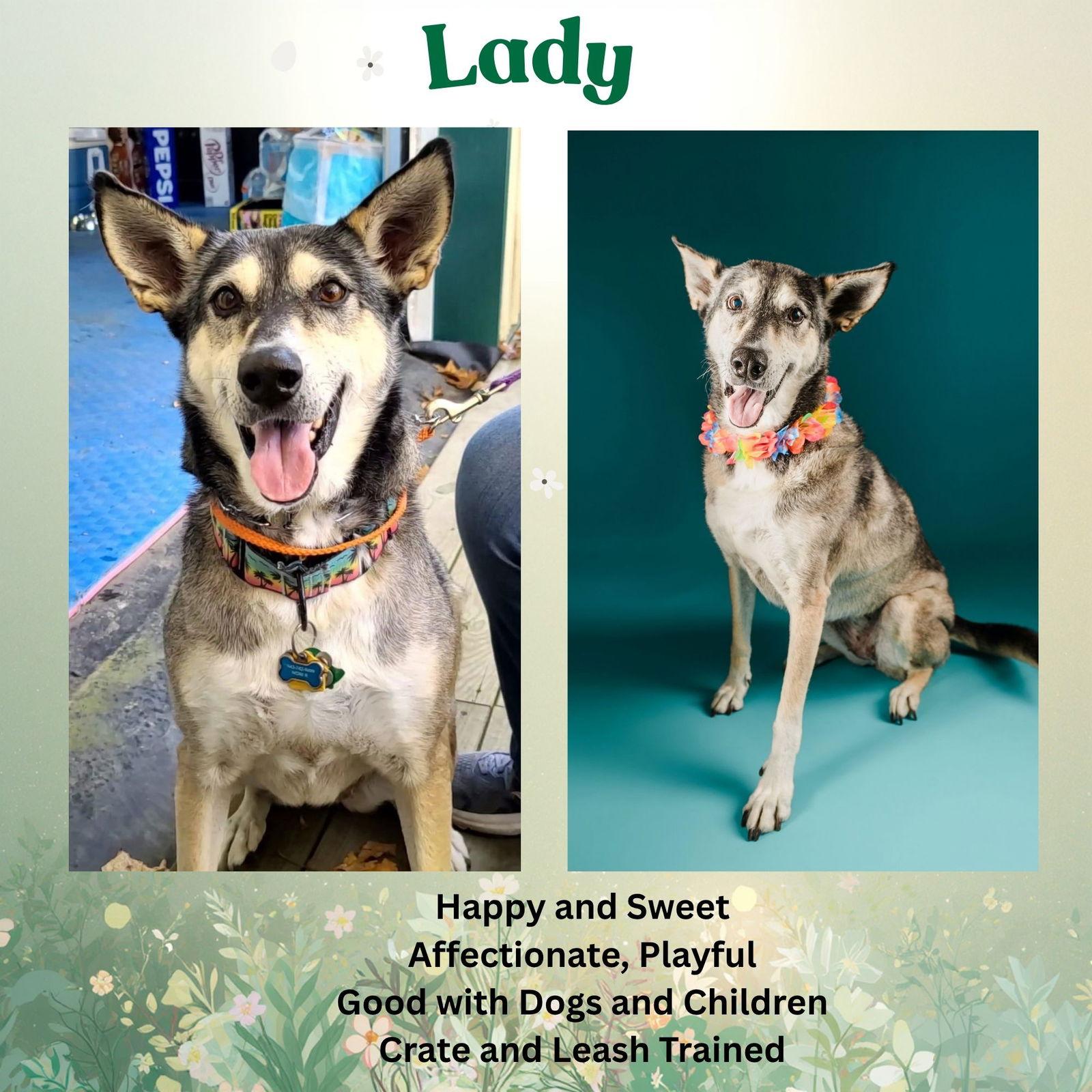 Enlarge Lady aka Lady Bug, a Adoptable mixed breed in Baltimore, MD image 3/3