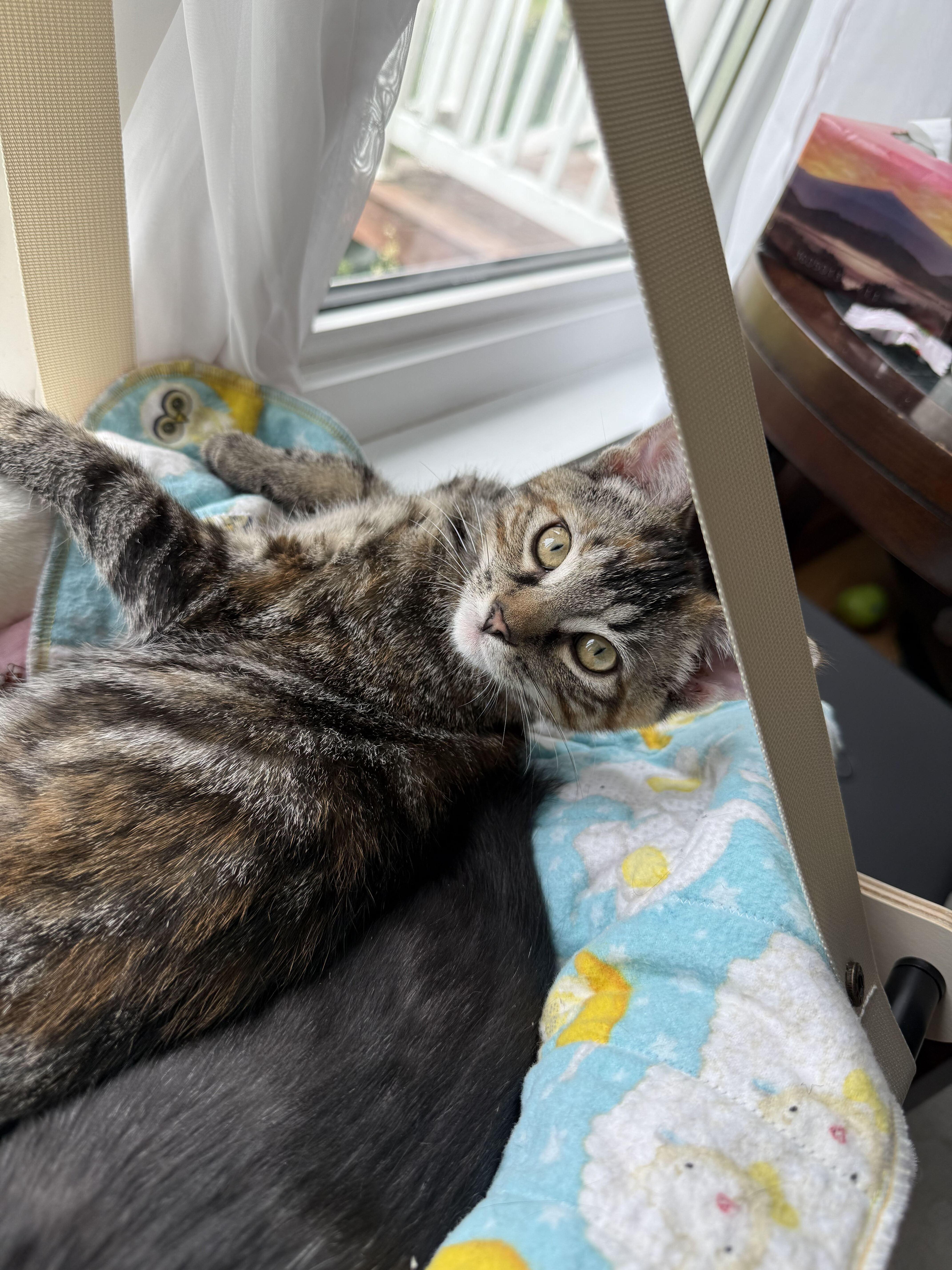 Enlarge Cannelle, a Adoption Pending Domestic Short Hair in Wakefield, QC image 4/6