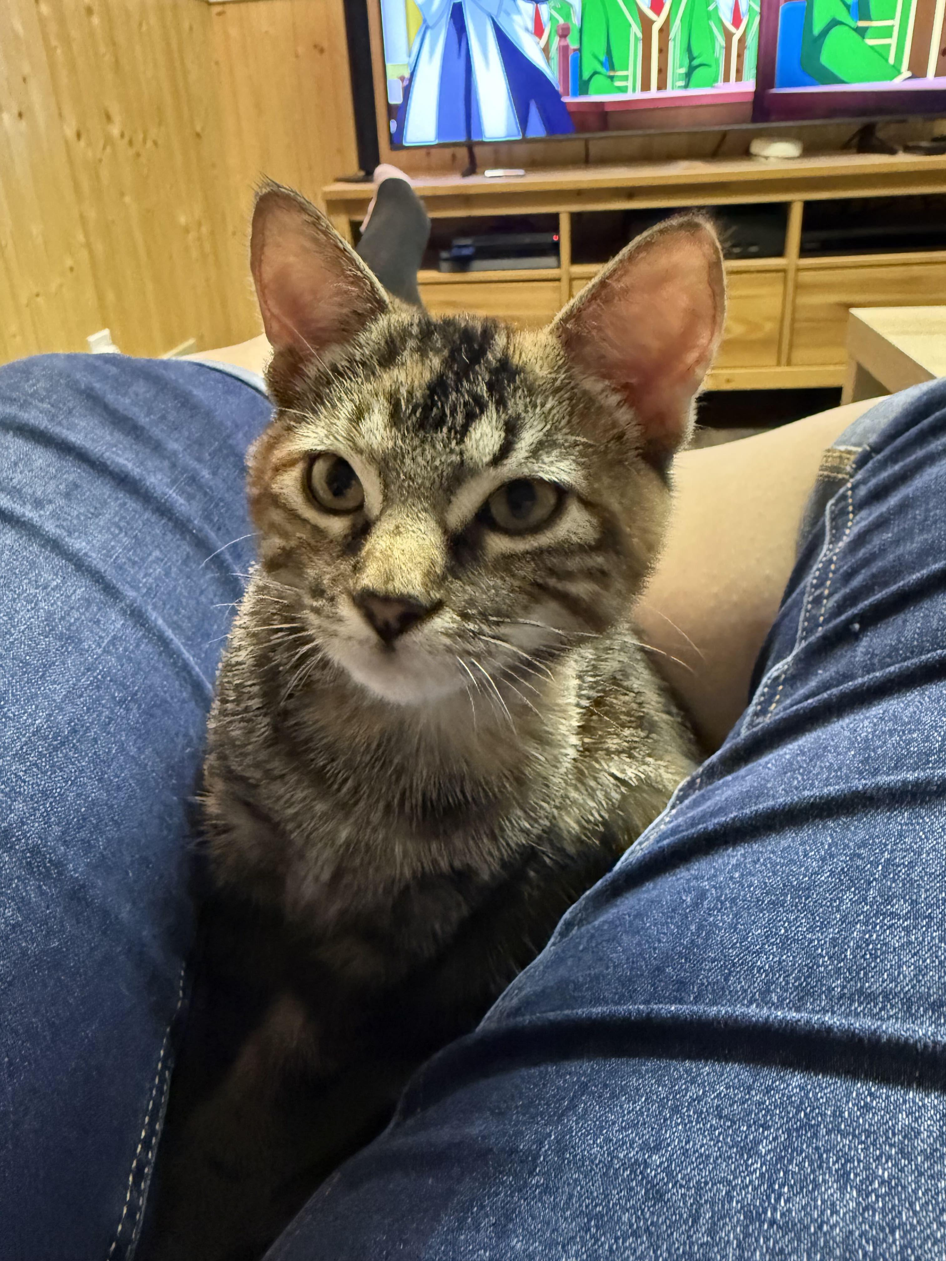 Enlarge Cannelle, a Adoption Pending Domestic Short Hair in Wakefield, QC image 6/6