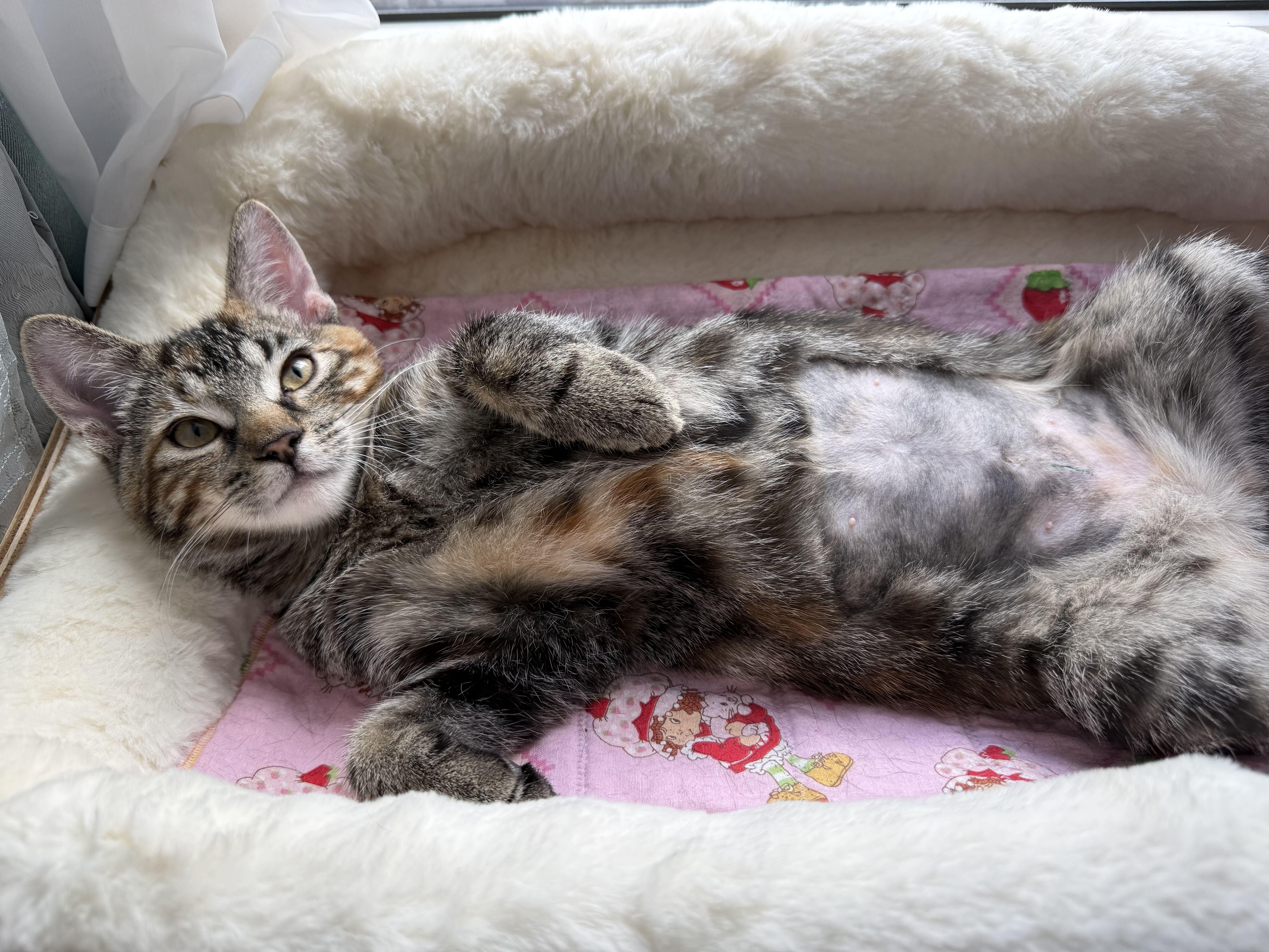 Cannelle, Adoptable, Kitten Female Domestic Short Hair.