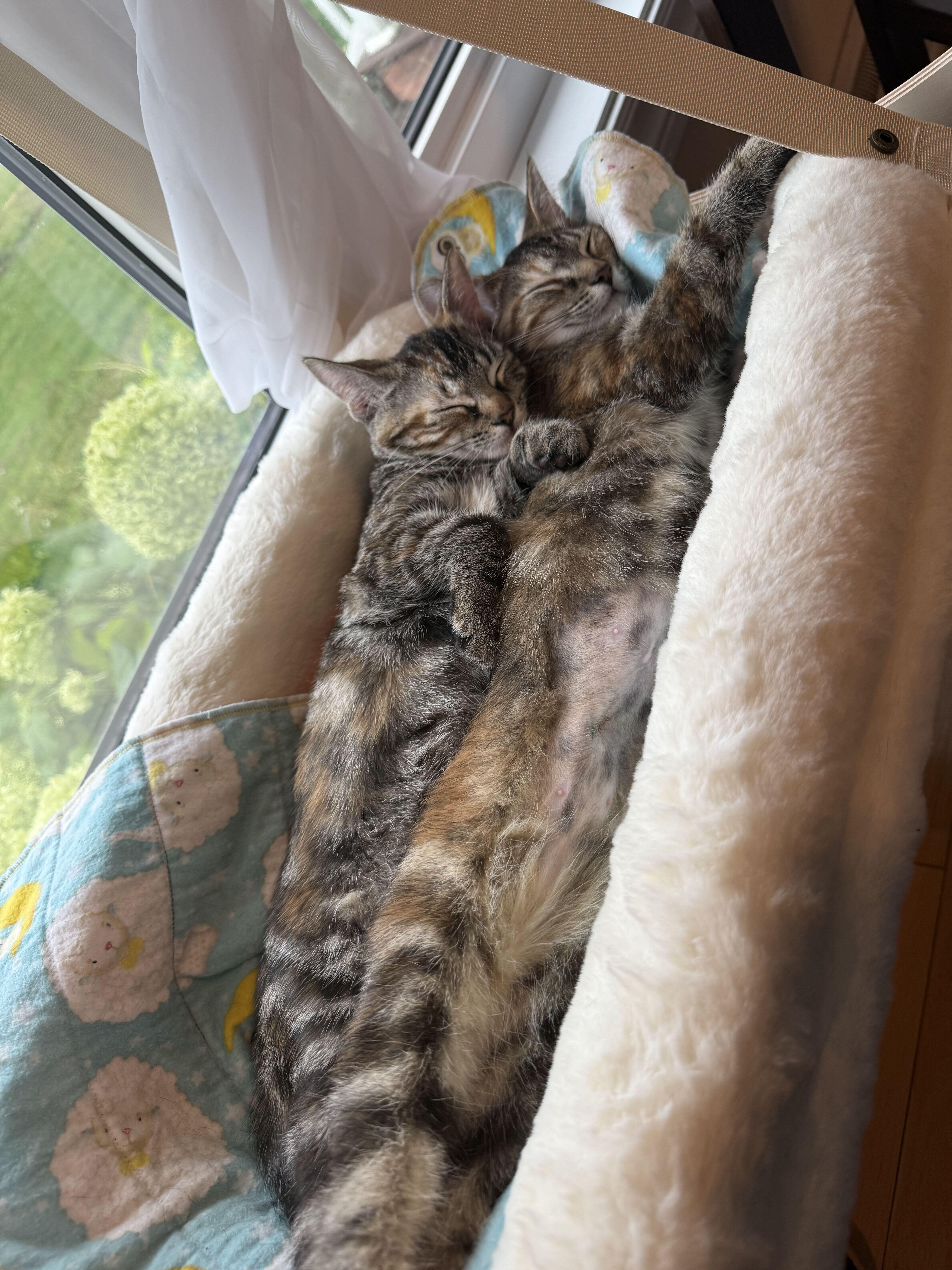 Enlarge Cannelle, a Adoption Pending Domestic Short Hair in Wakefield, QC image 5/6