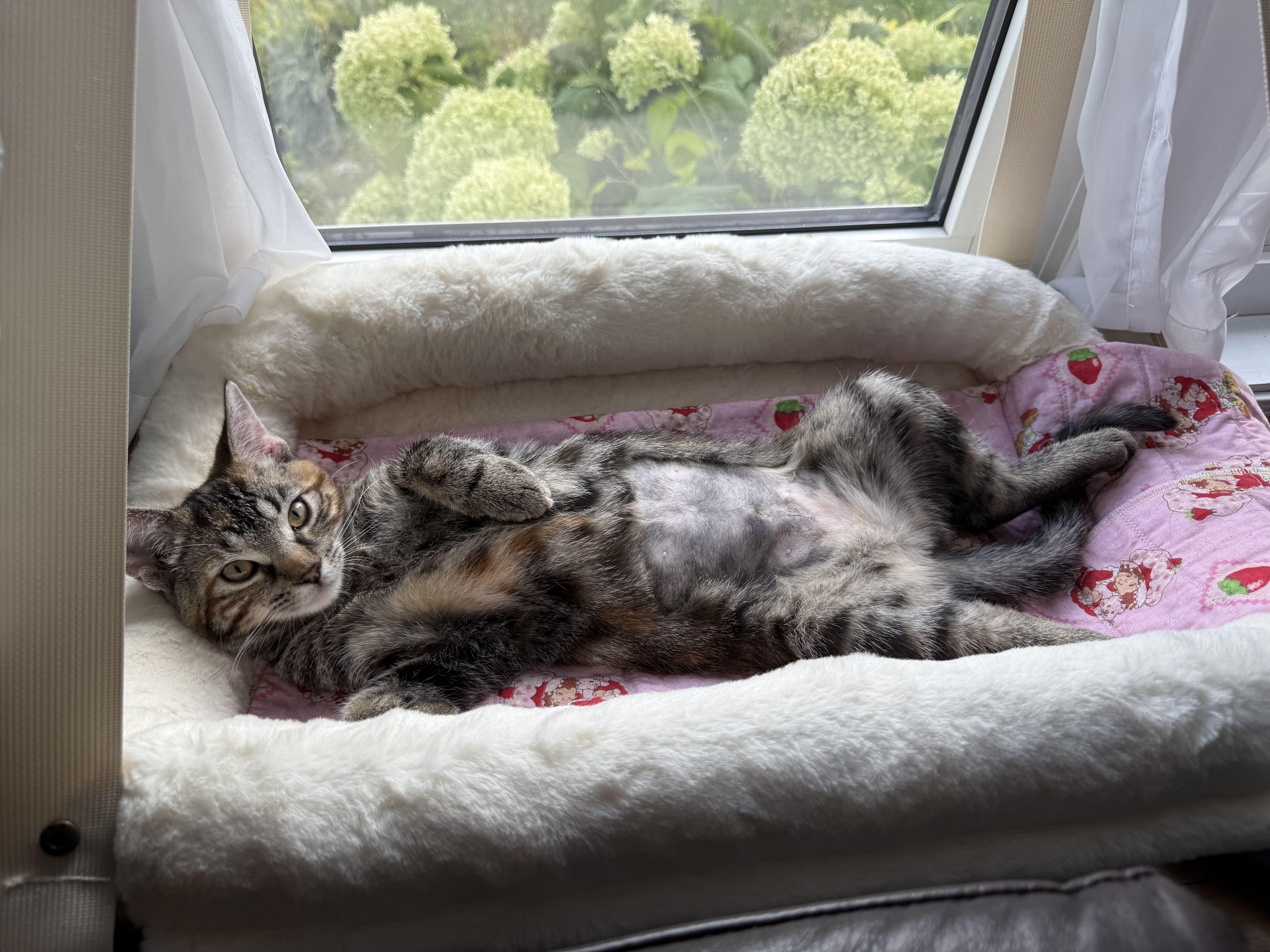 Enlarge Cannelle, a Adoption Pending Domestic Short Hair in Wakefield, QC image 2/6