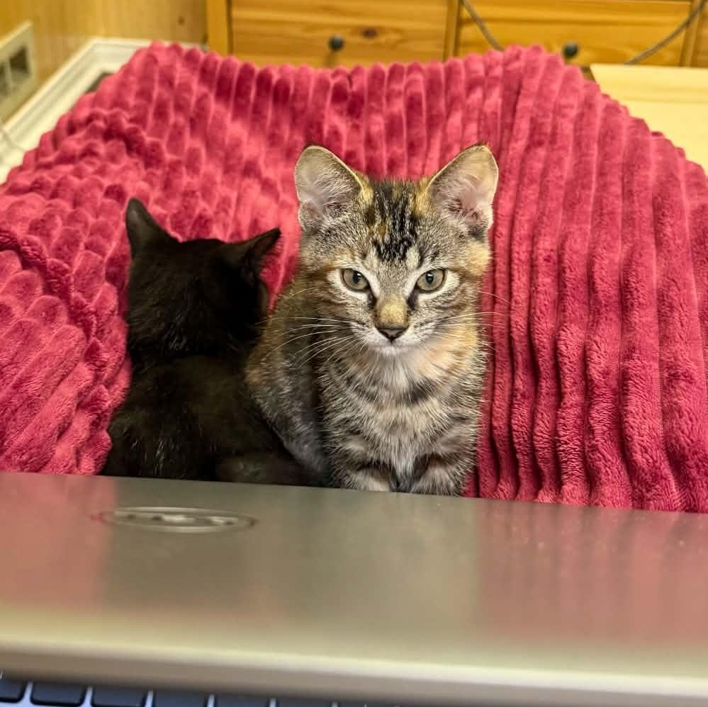 Enlarge Cannelle, a ADOPTABLE Domestic Short Hair in Wakefield, QC image 2/3