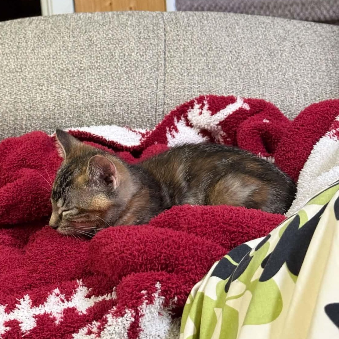 Enlarge Cannelle, a ADOPTABLE Domestic Short Hair in Wakefield, QC image 3/3