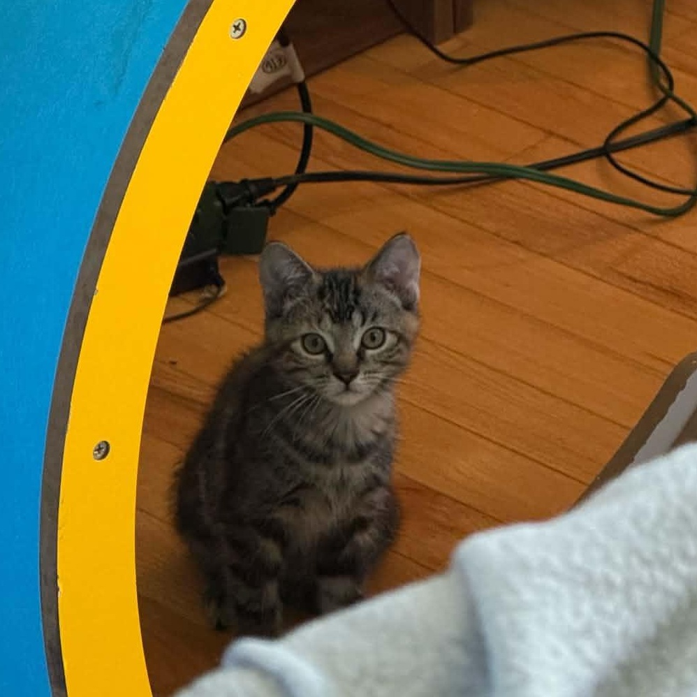 Cannelle, ADOPTABLE, Kitten Female Domestic Short Hair.