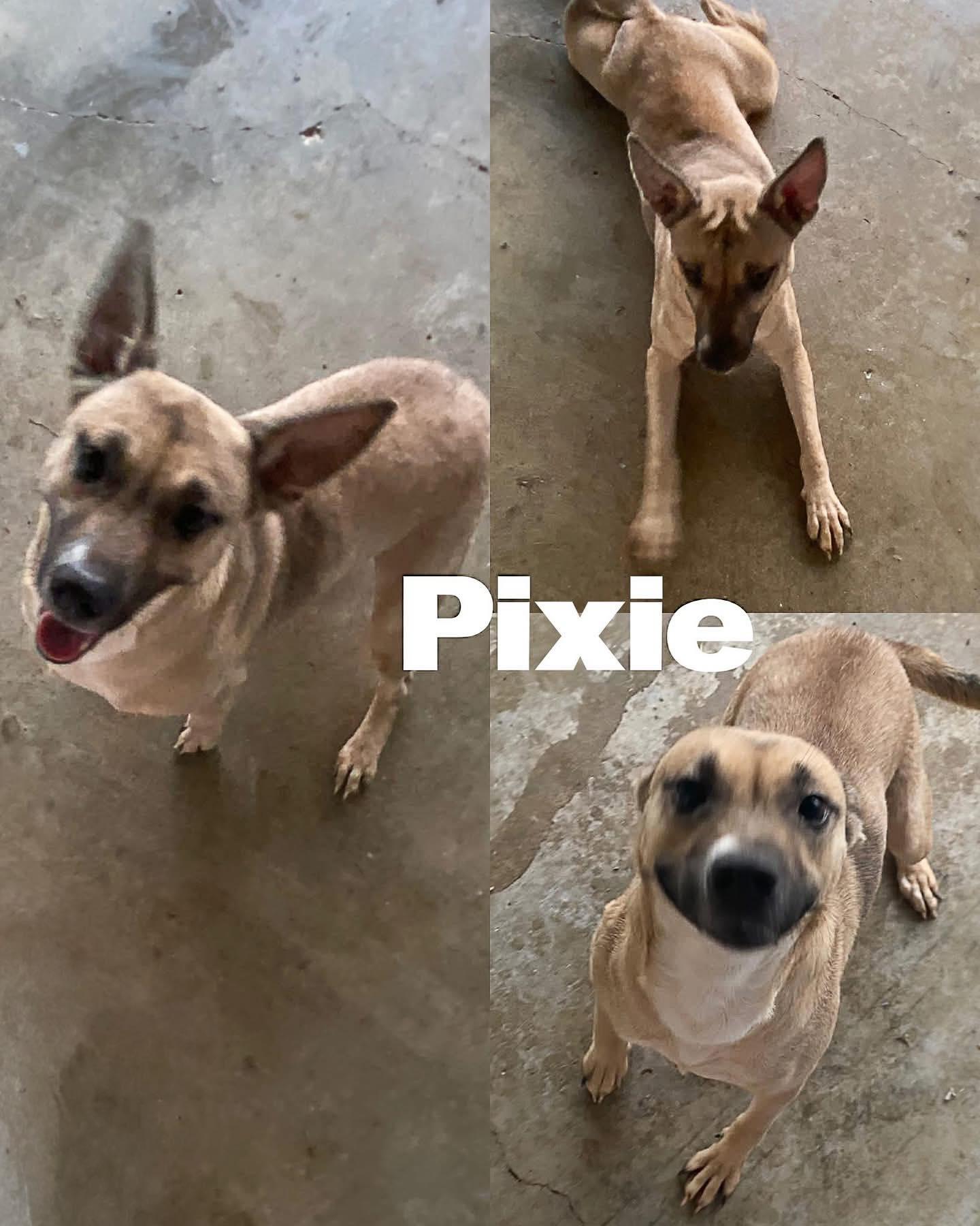 Pixie