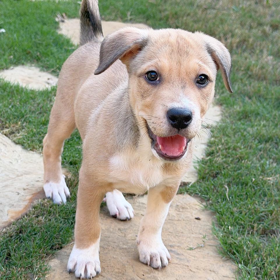Blair, Adoptable, Puppy Female Retriever & Mixed Breed.