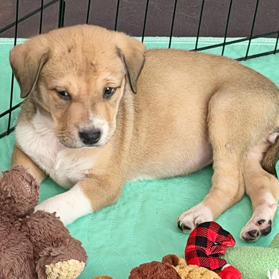 Enlarge Blair, a Adoptable mixed breed in Flower Mound, TX image 2/6