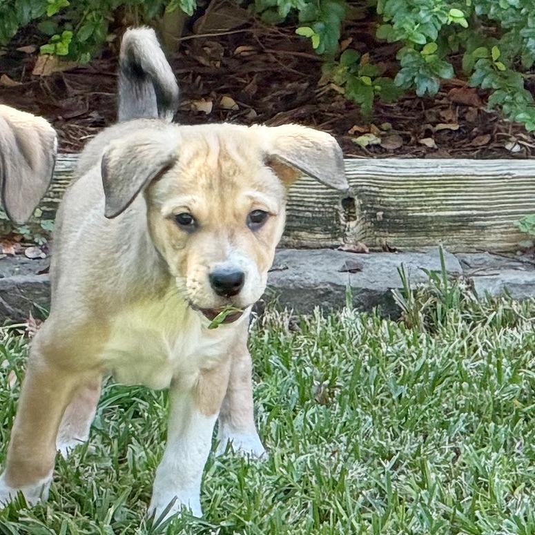 Enlarge Blair, a Adoptable mixed breed in Flower Mound, TX image 3/6