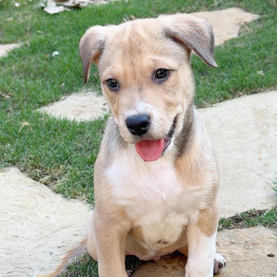 Enlarge Blair, a Adoptable mixed breed in Flower Mound, TX image 4/6