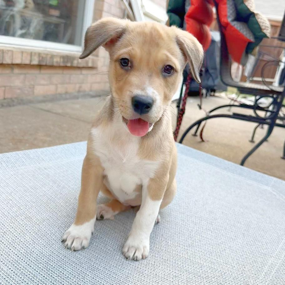 Enlarge Blair, a Adoptable mixed breed in Flower Mound, TX image 5/6