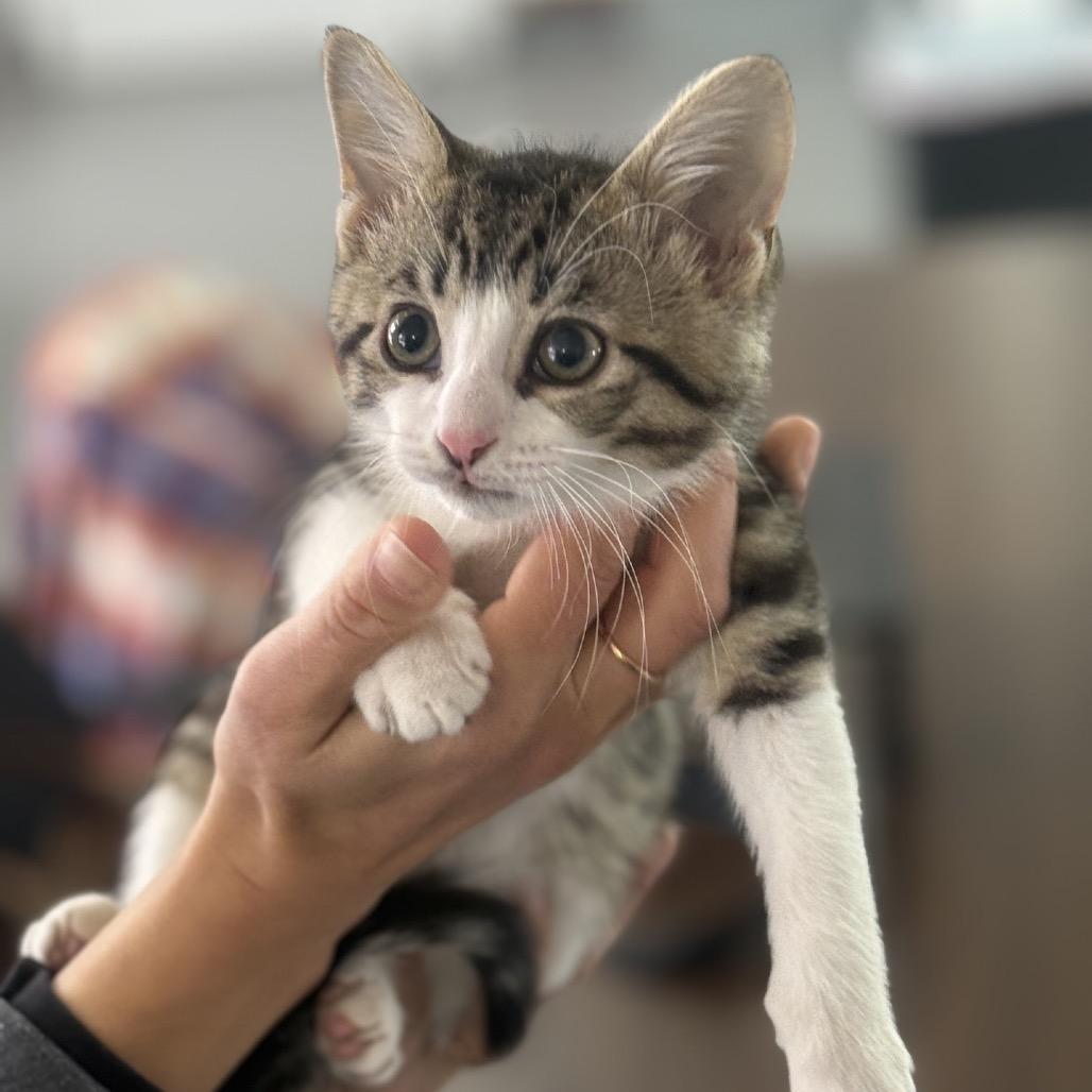 Spooky, Adoptable, Kitten Male Domestic Short Hair.