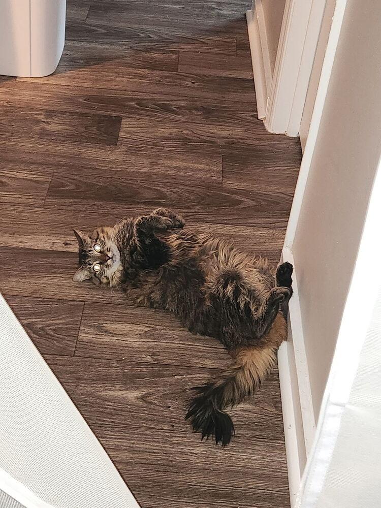 Willow, Adoptable, Young Female Domestic Medium Hair.