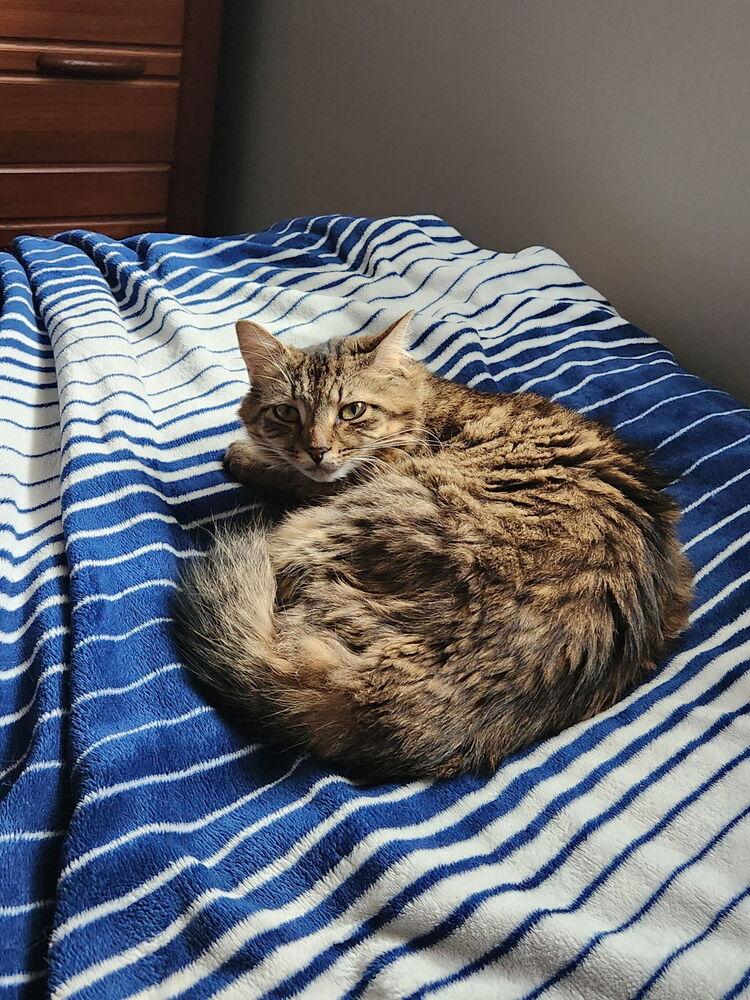 Enlarge Willow, a Adoptable Domestic Medium Hair in Kannapolis, NC image 3/6