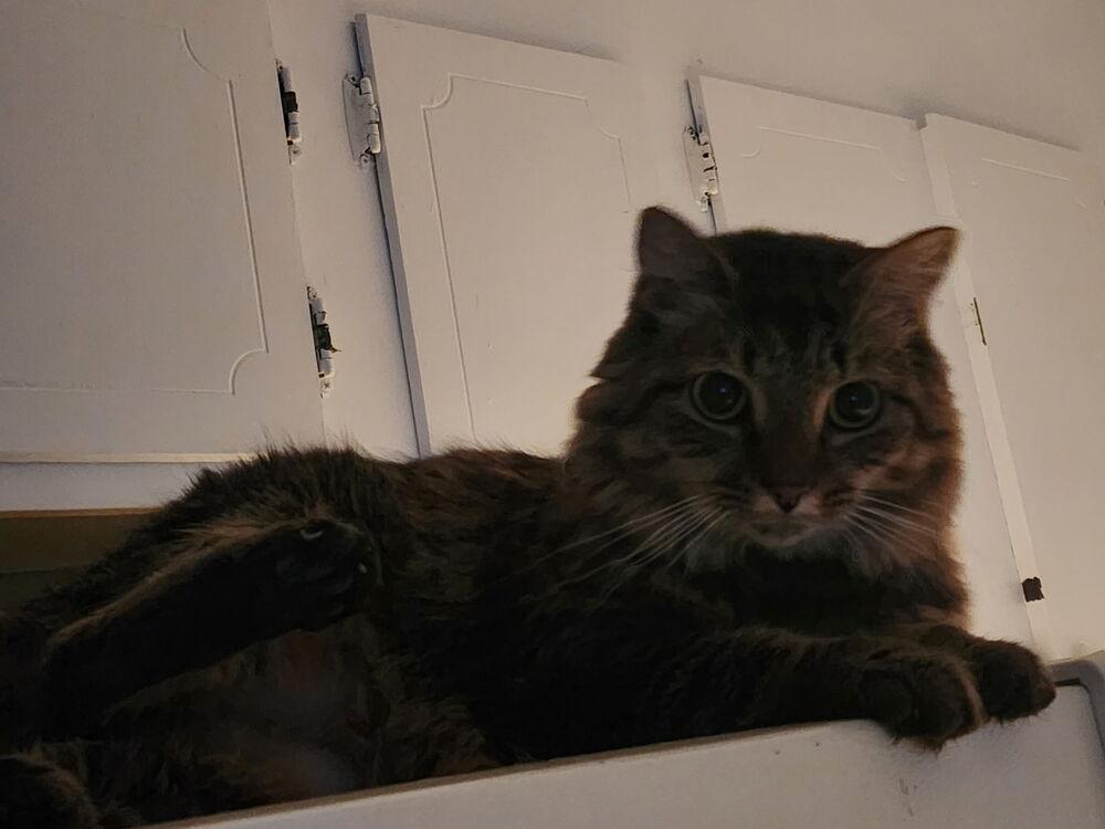 Enlarge Willow, a Adoptable Domestic Medium Hair in Kannapolis, NC image 6/6