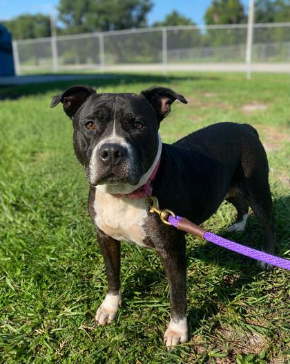 Judy, Adoptable, Adult Female Mixed Breed & Mixed Breed.