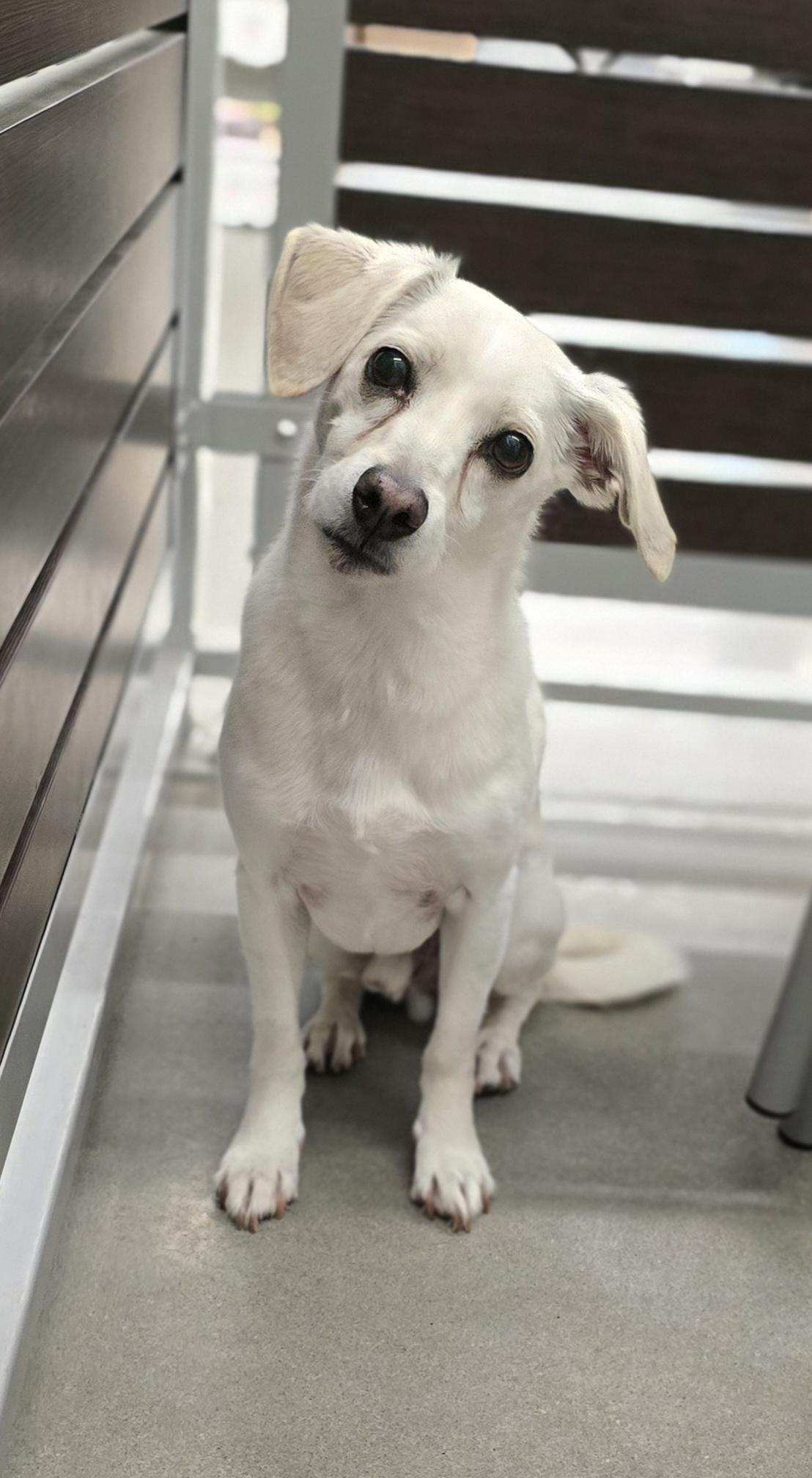 Bobby, a Adoptable Chihuahua in Kissimmee, FL image 1/3