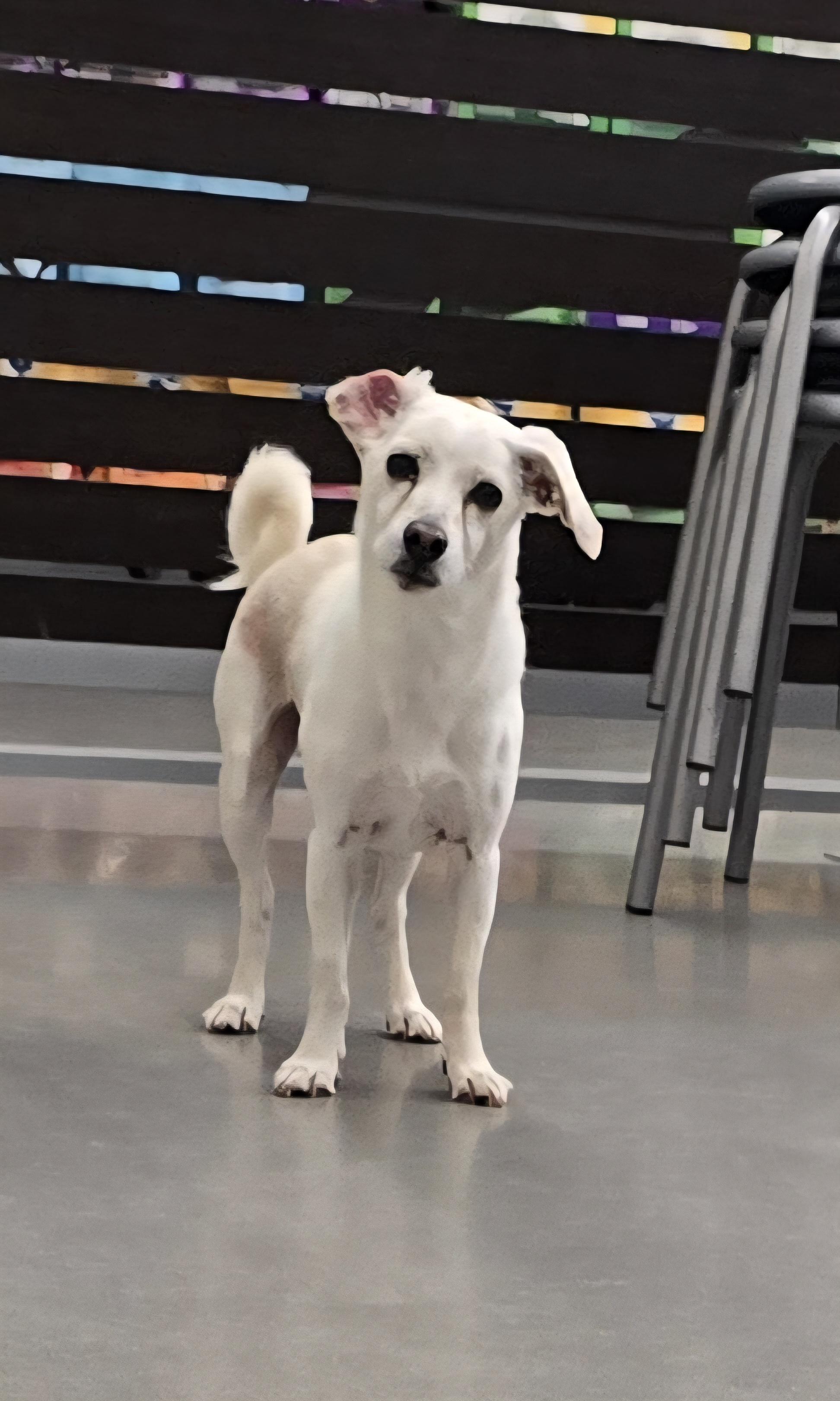 Bobby, a Adoptable Chihuahua in Kissimmee, FL image 2/3