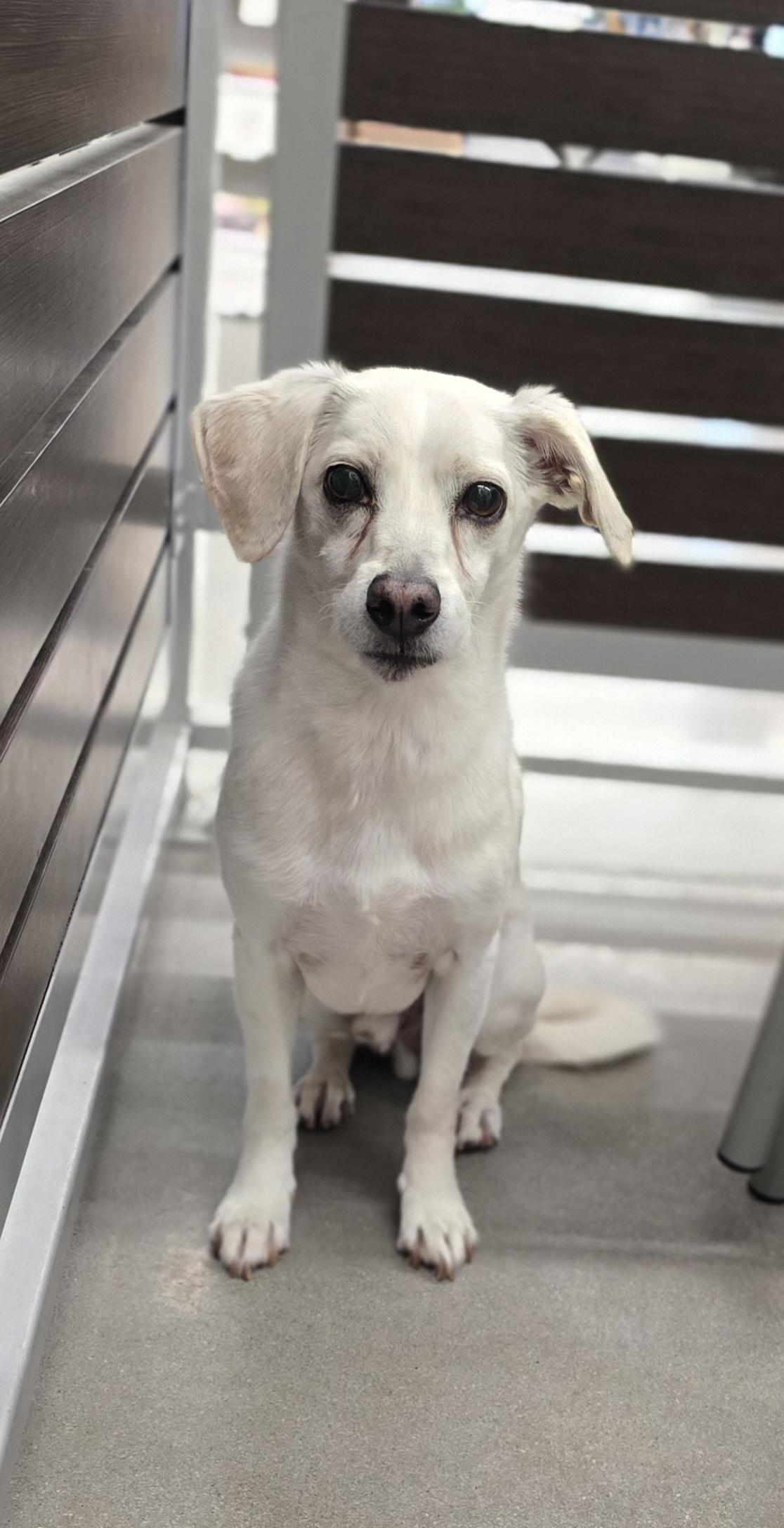 Bobby, a Adoptable Chihuahua in Kissimmee, FL image 3/3