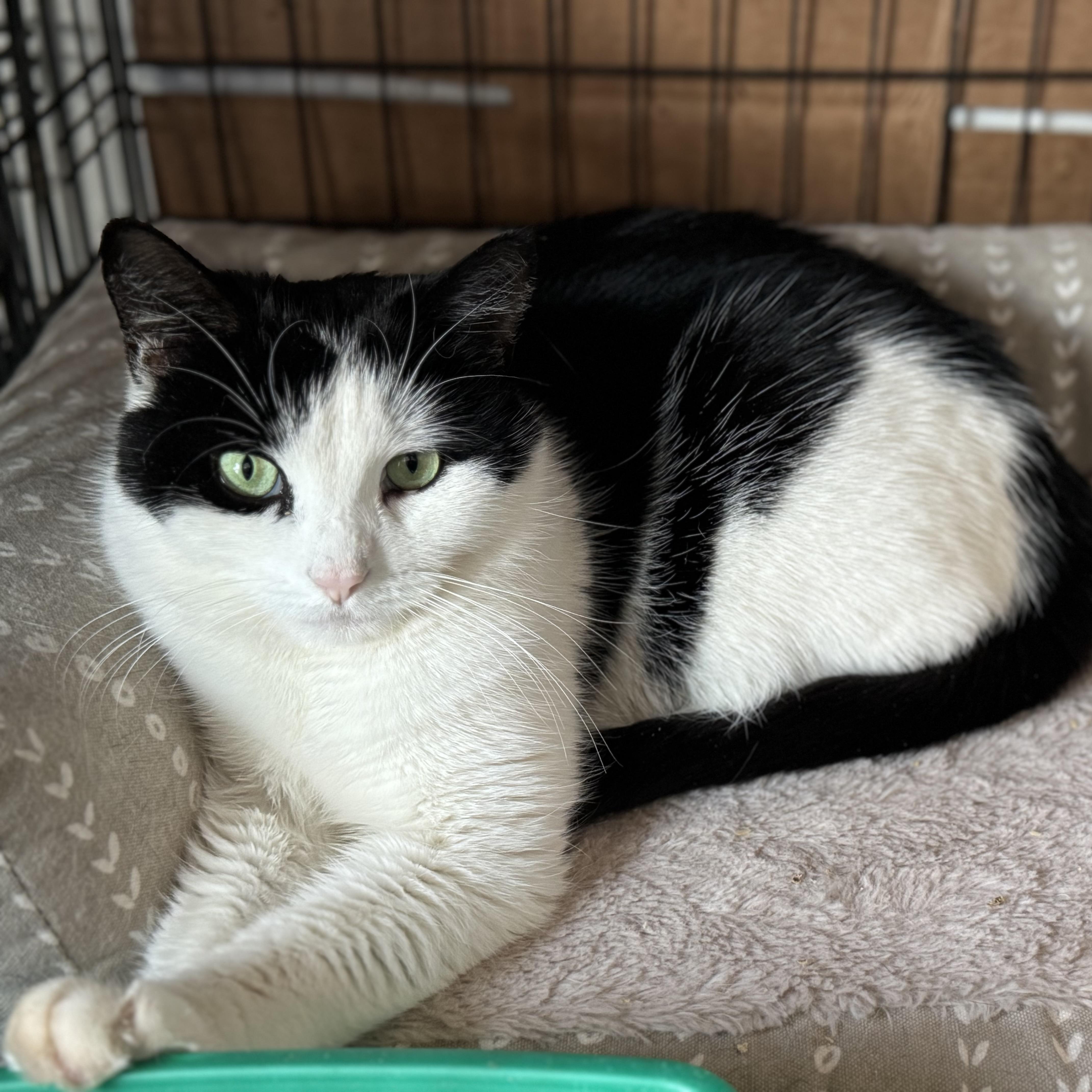 Enlarge Doreen, a Adopted Domestic Short Hair in East Windsor, CT image 3/3