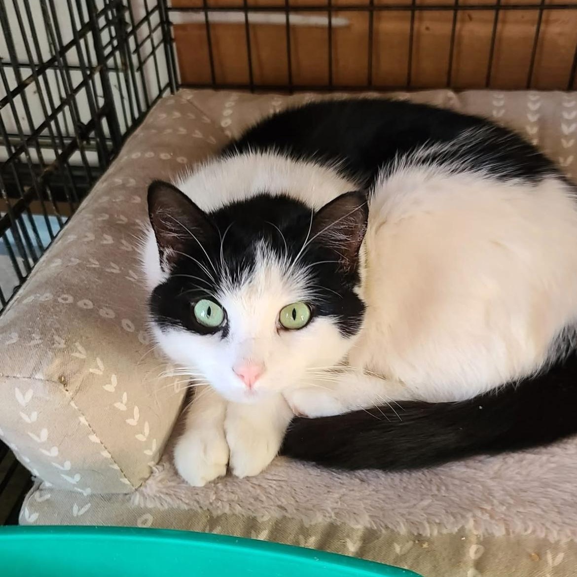 Enlarge Doreen, a Adopted Domestic Short Hair in East Windsor, CT image 2/3