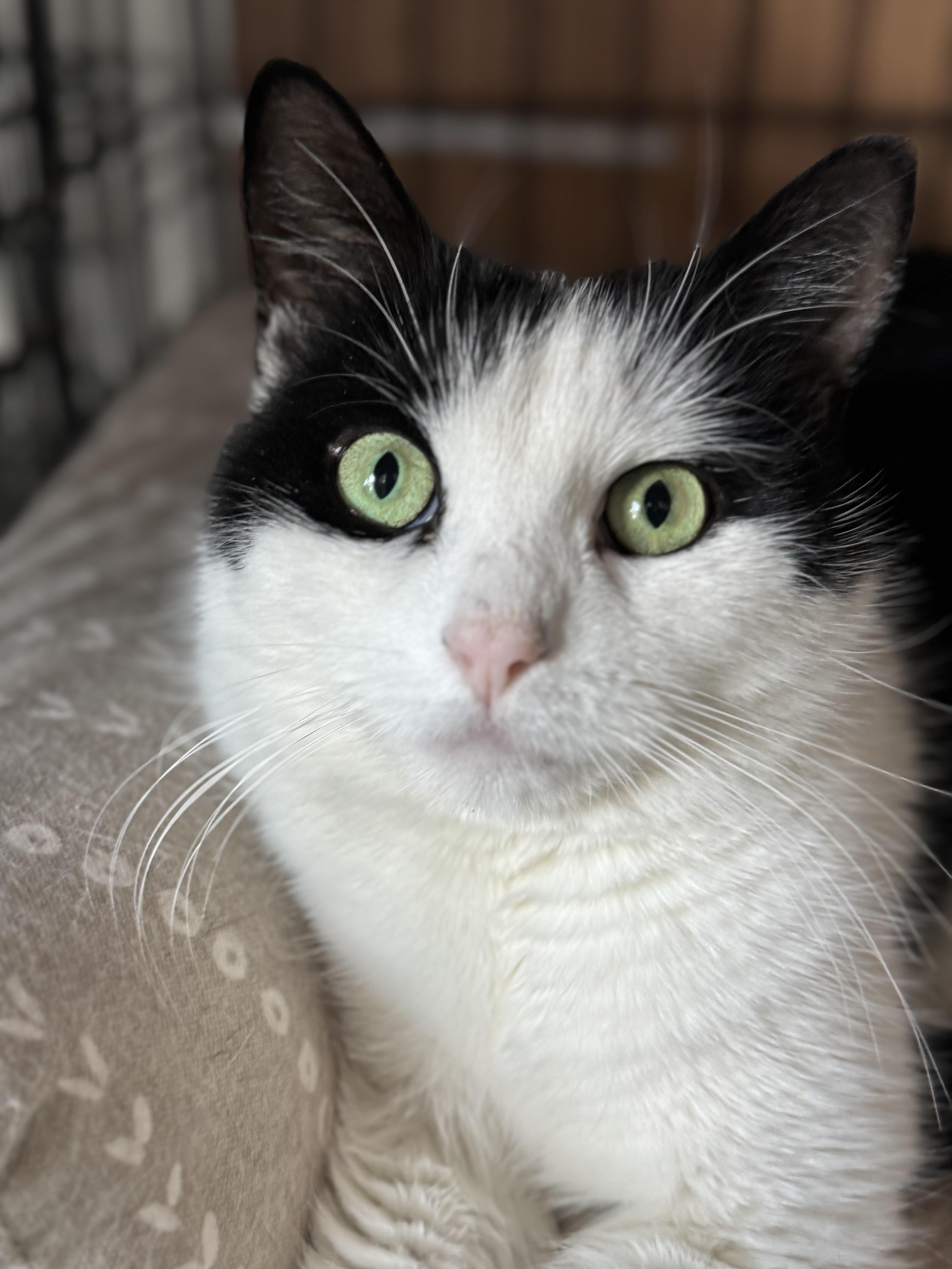 Doreen, Adopted, Young Female Domestic Short Hair.