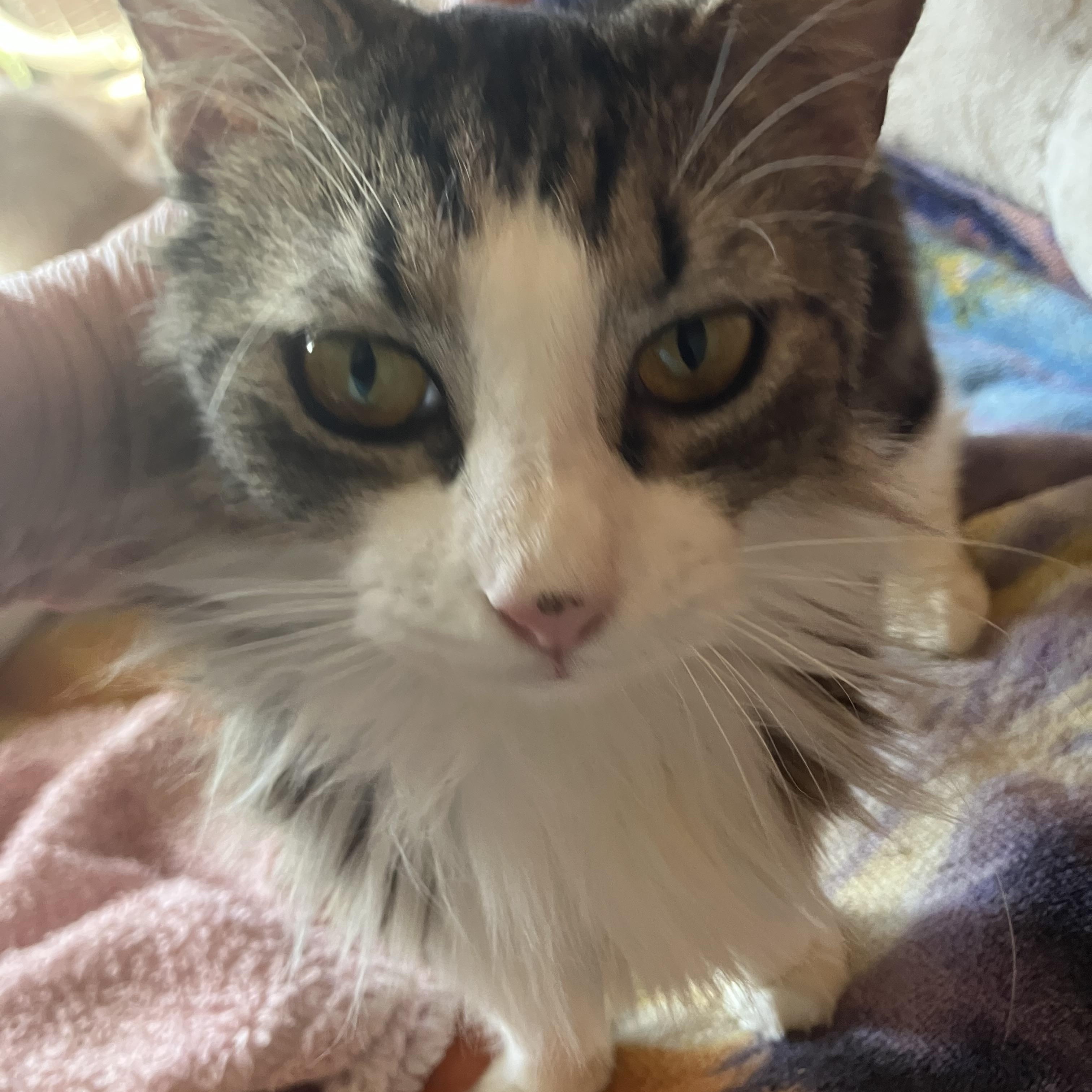 Avery, ADOPTABLE, Young Female Domestic Medium Hair.