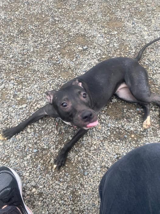 Enlarge Phoebe, an adopted mixed breed in Binghamton, NY image 1/1