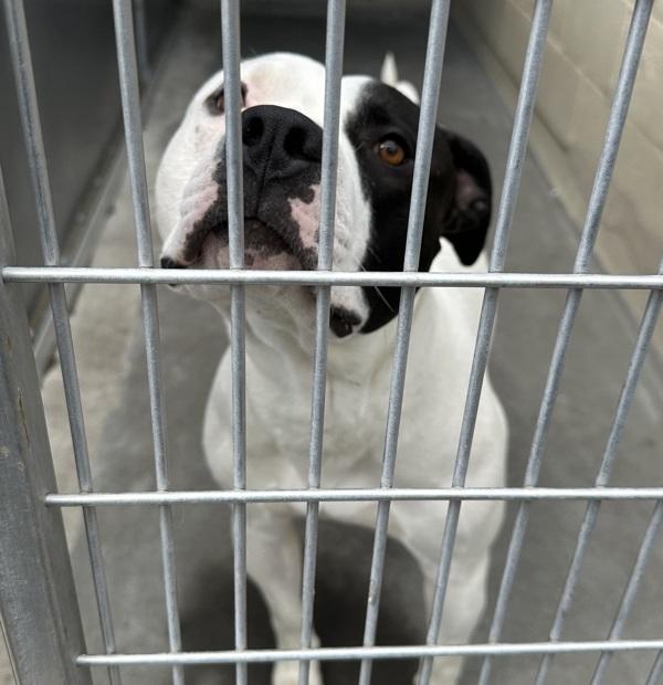 Kirt, Adoptable, Adult Male Pit Bull Terrier.