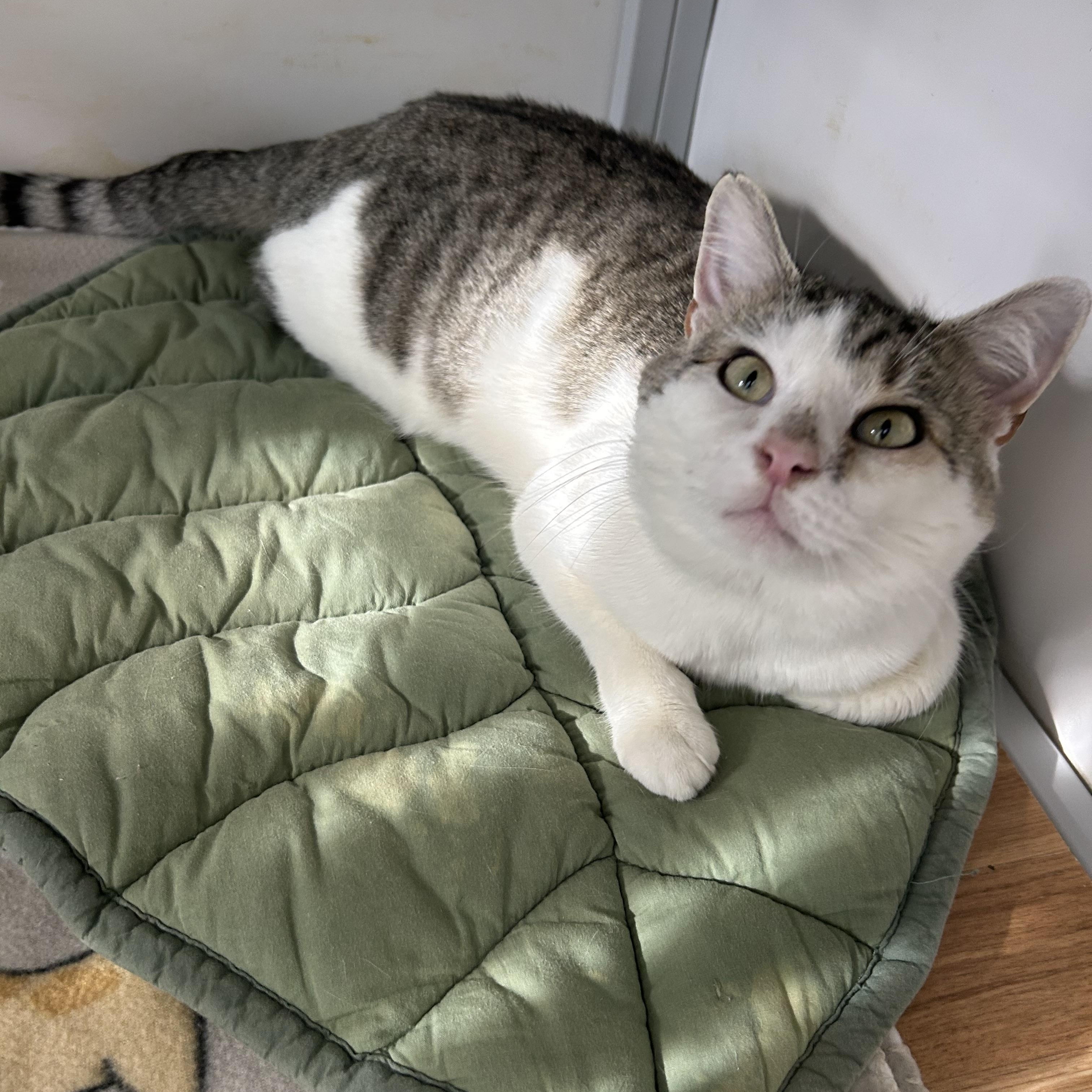 Totoro, ADOPTABLE, Adult Male Domestic Short Hair.