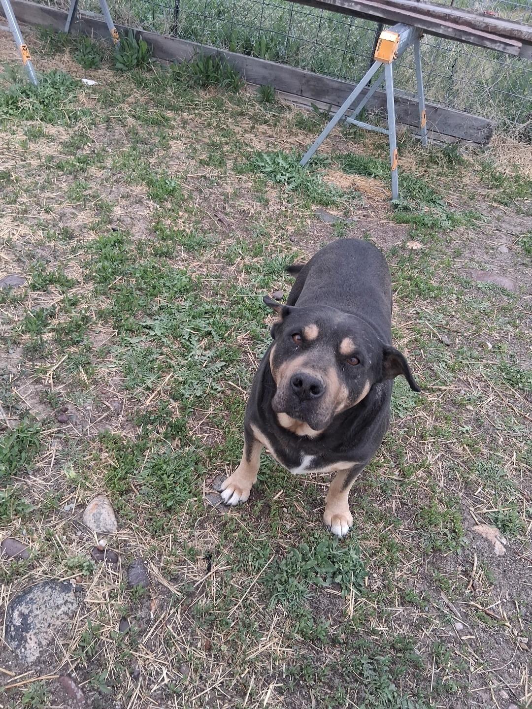 Enlarge Taz, a ADOPTABLE mixed breed in Pocatello, ID image 2/5