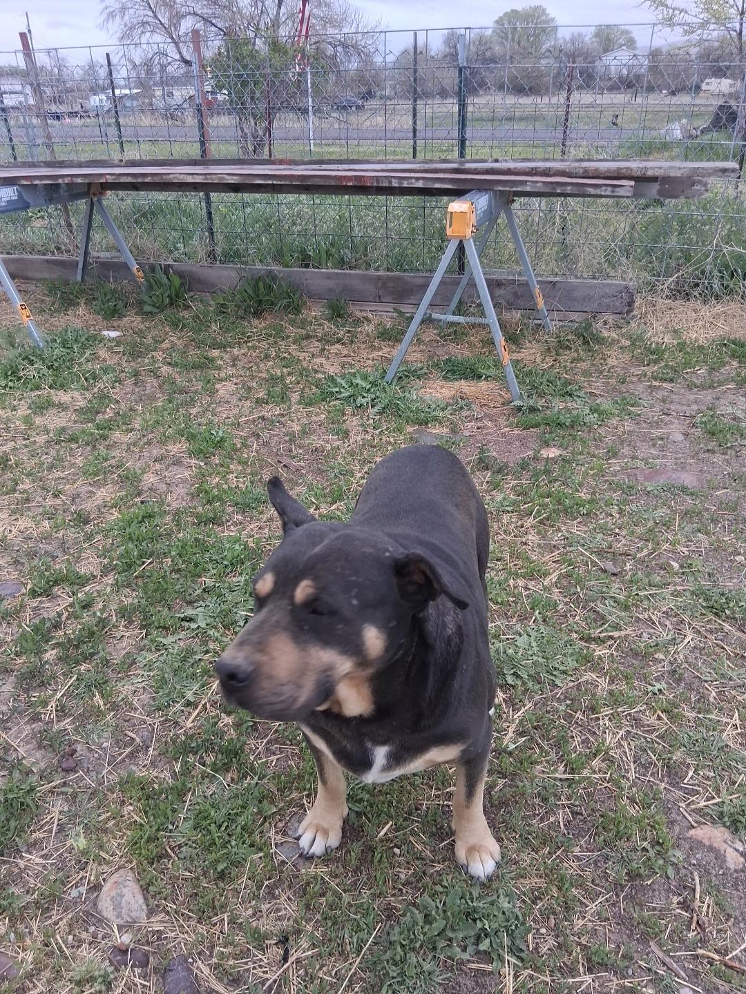 Enlarge Taz, a ADOPTABLE mixed breed in Pocatello, ID image 5/5