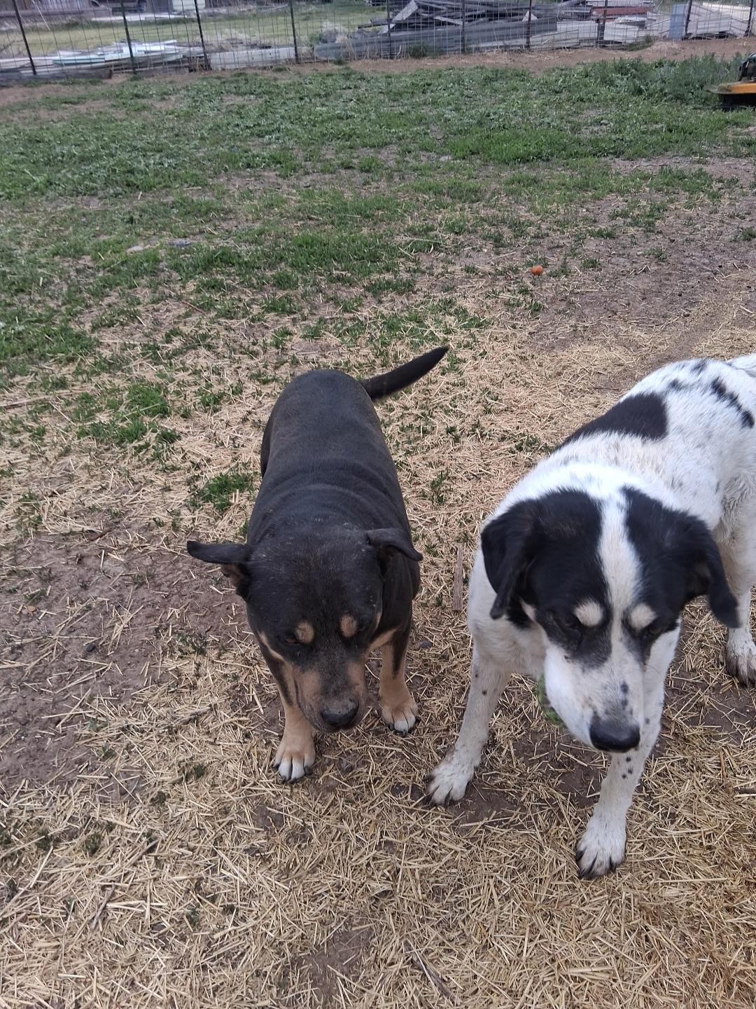Enlarge Taz, a ADOPTABLE mixed breed in Pocatello, ID image 3/5