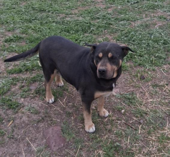 Enlarge Taz, a ADOPTABLE mixed breed in Pocatello, ID image 1/5