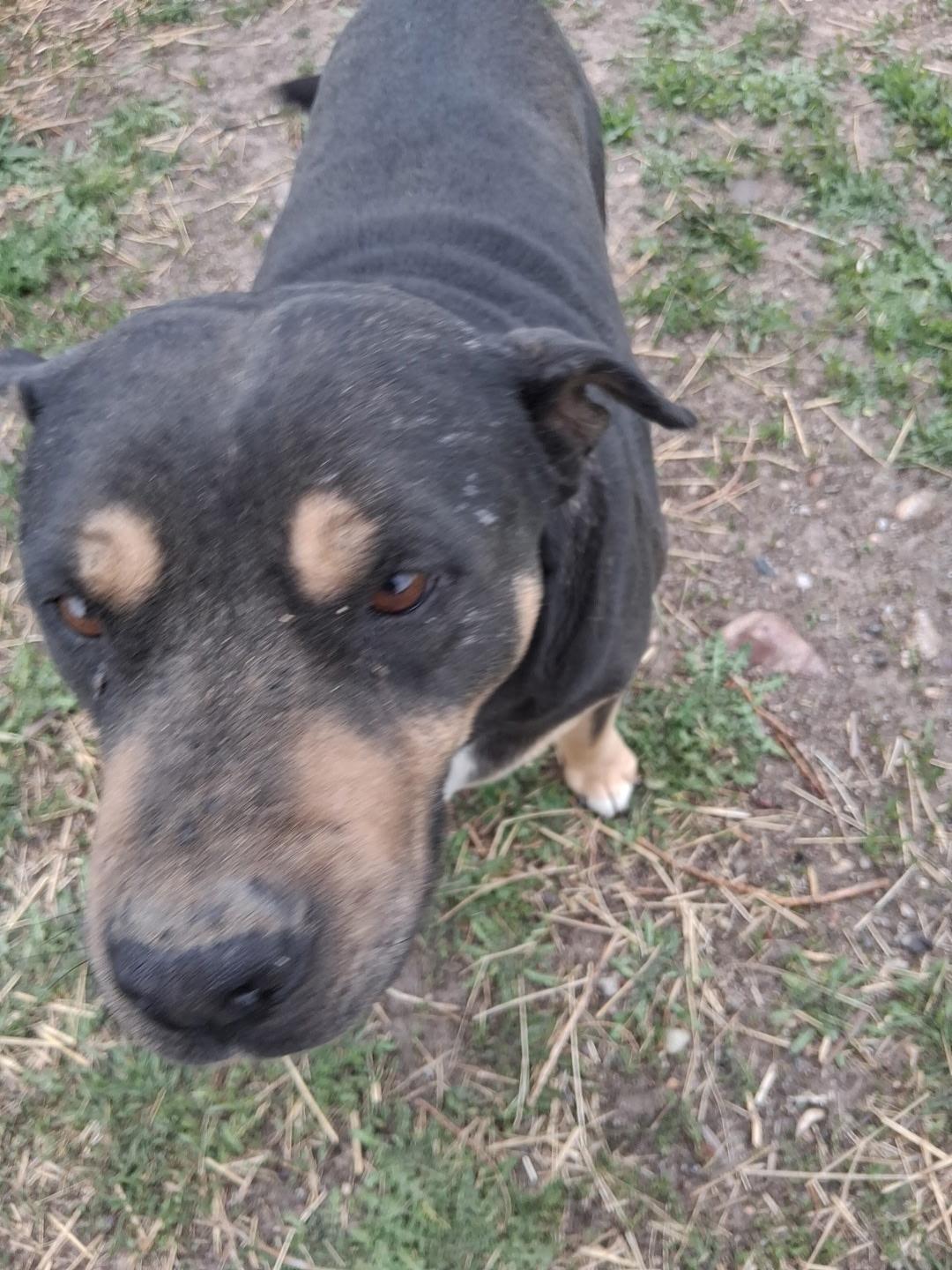 Enlarge Taz, a ADOPTABLE mixed breed in Pocatello, ID image 4/5