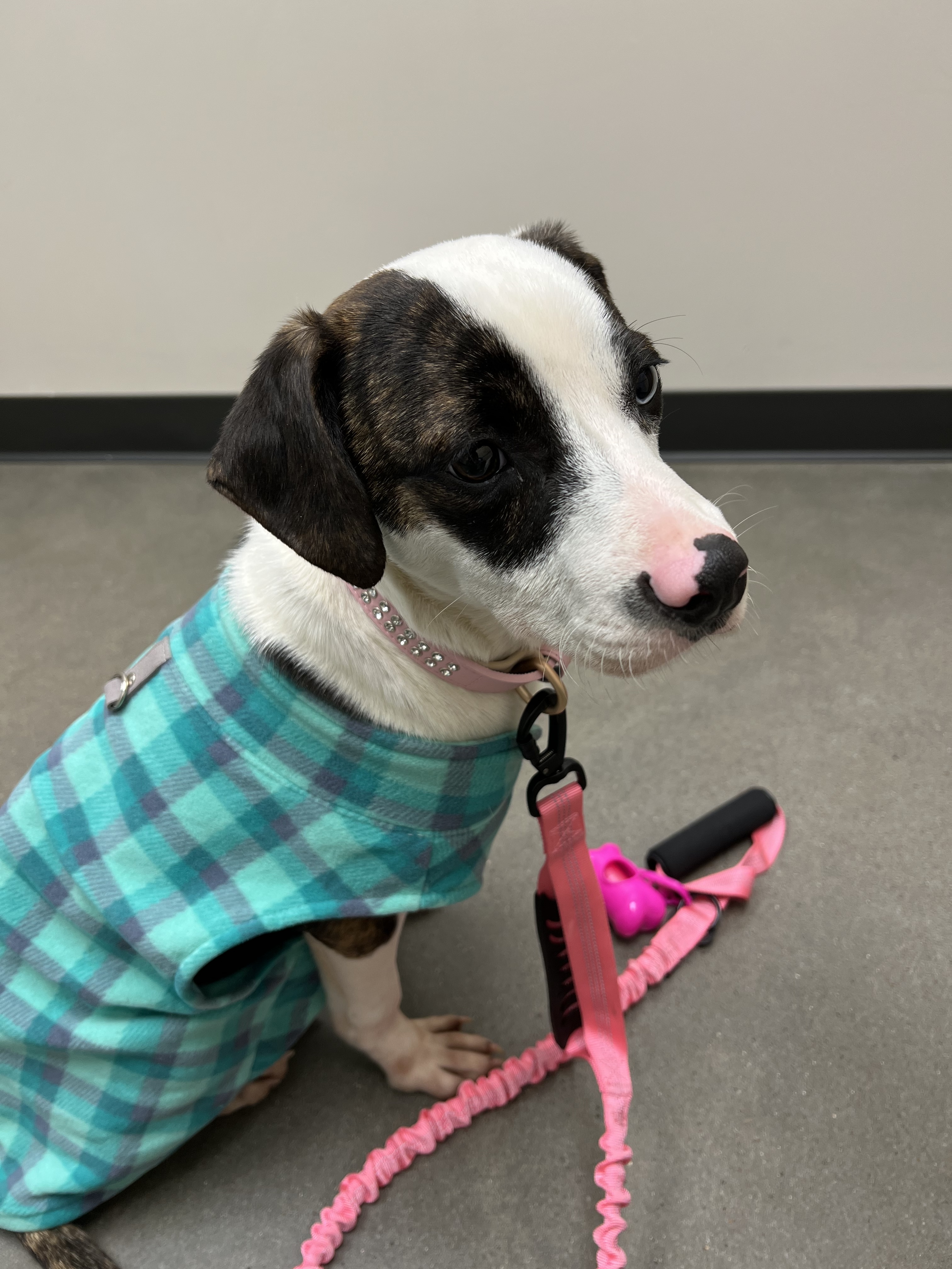 Enlarge Dolly Blessings , a Adopted mixed breed in Humble, TX image 8/8