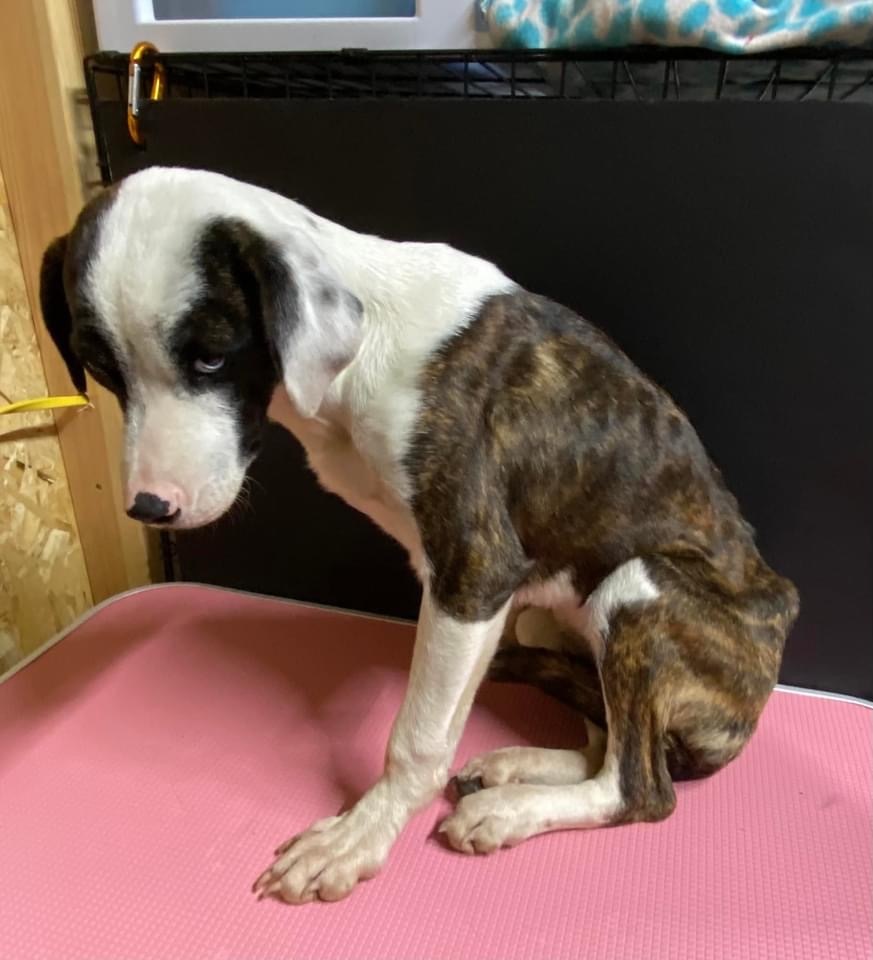 Dolly Blessings , Adopted, Young Female Beagle & Boxer.