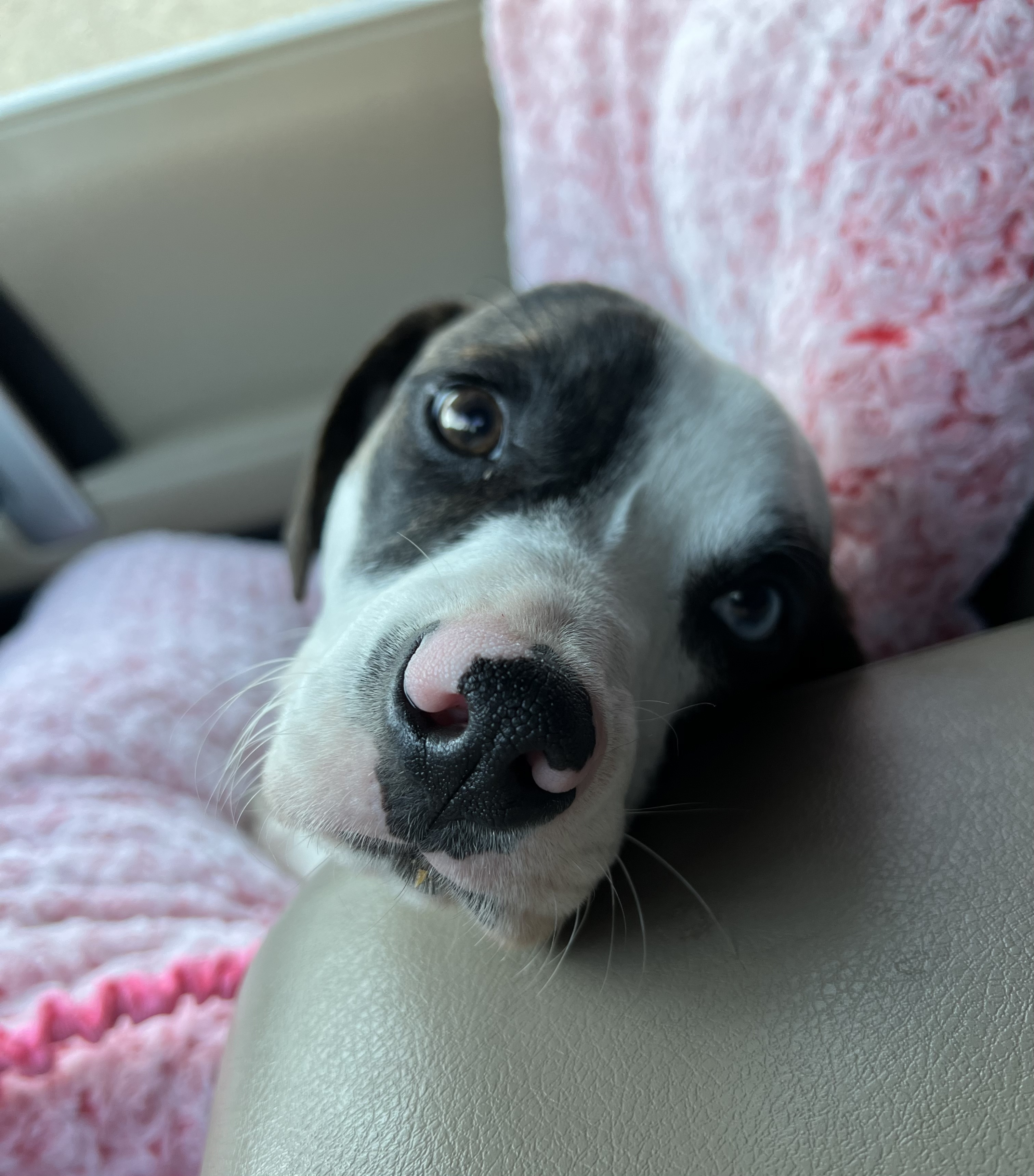 Enlarge Dolly Blessings , a Adopted mixed breed in Humble, TX image 7/8