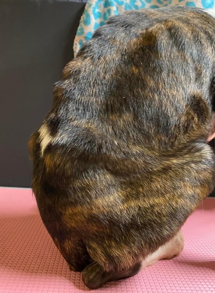 Enlarge Dolly Blessings , a Adopted mixed breed in Humble, TX image 6/8