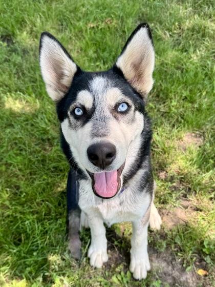 Bryce, an adoptable mixed breed in Tinley Park, IL image 3/4