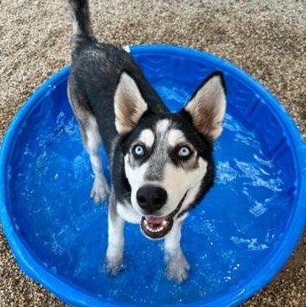 Bryce, an adoptable mixed breed in Tinley Park, IL image 2/4