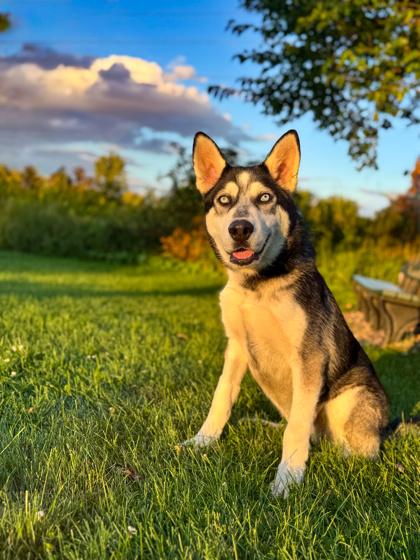 Bryce, adoptable, Puppy Male Husky.
