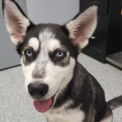 Bryce, an adoptable mixed breed in Tinley Park, IL image 4/4