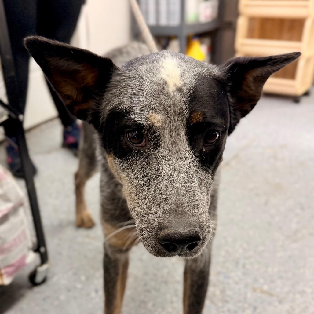 Ande, Adoptable, Young Male Australian Cattle Dog / Blue Heeler & Mixed Breed.