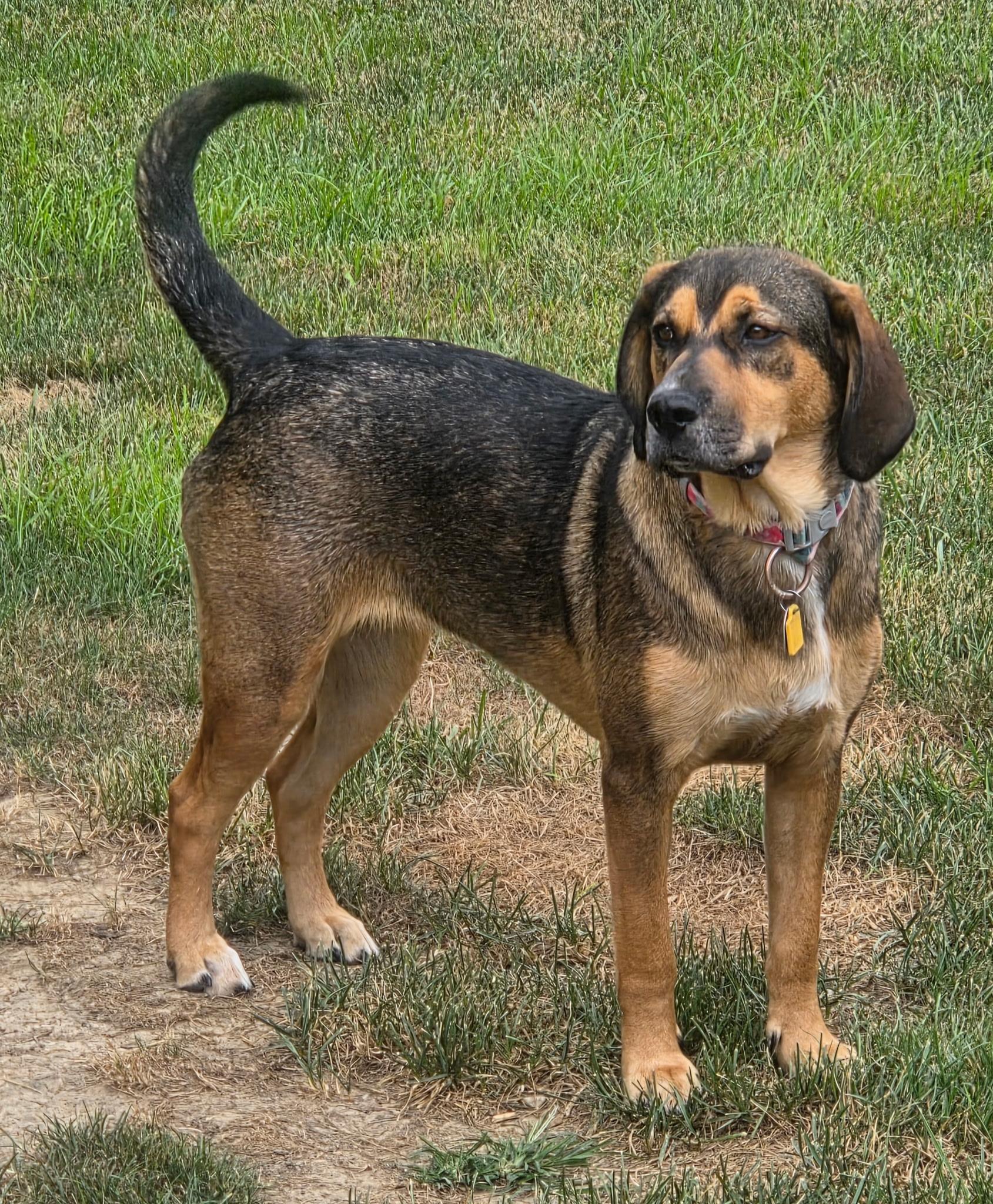 Enlarge Emma, an adoptable mixed breed in Jeffersonville, IN image 6/6