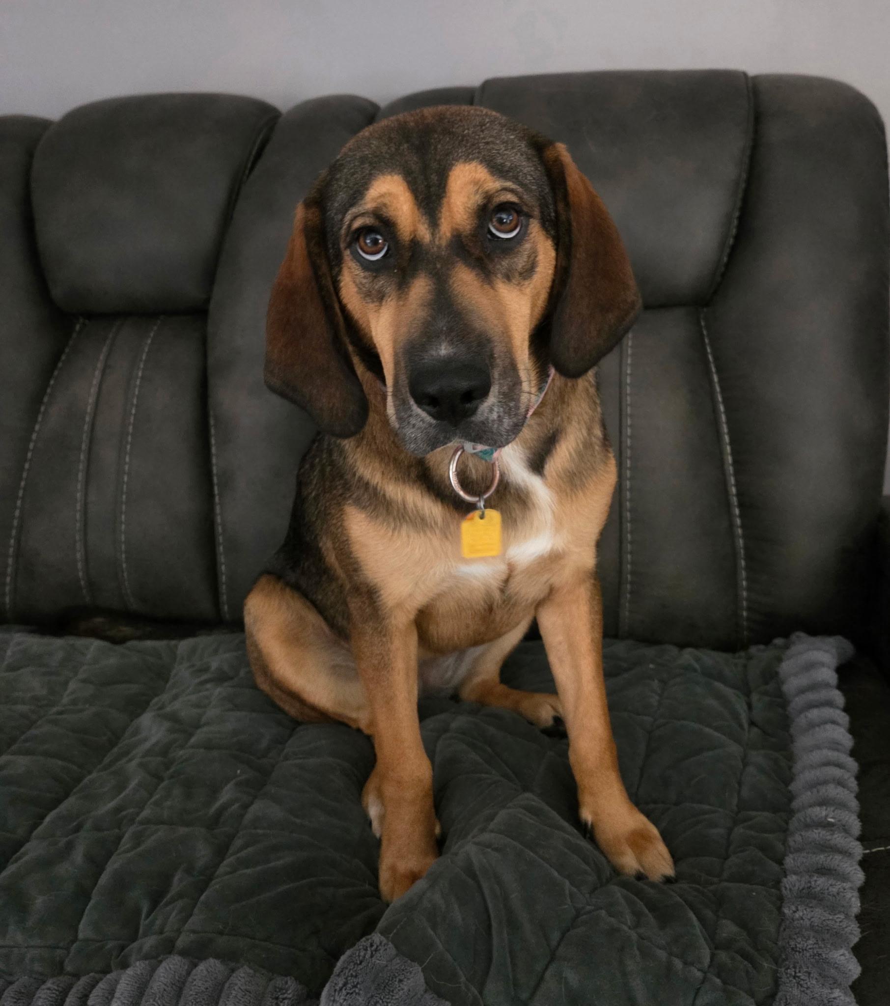 Enlarge Emma, an adoptable mixed breed in Jeffersonville, IN image 3/6