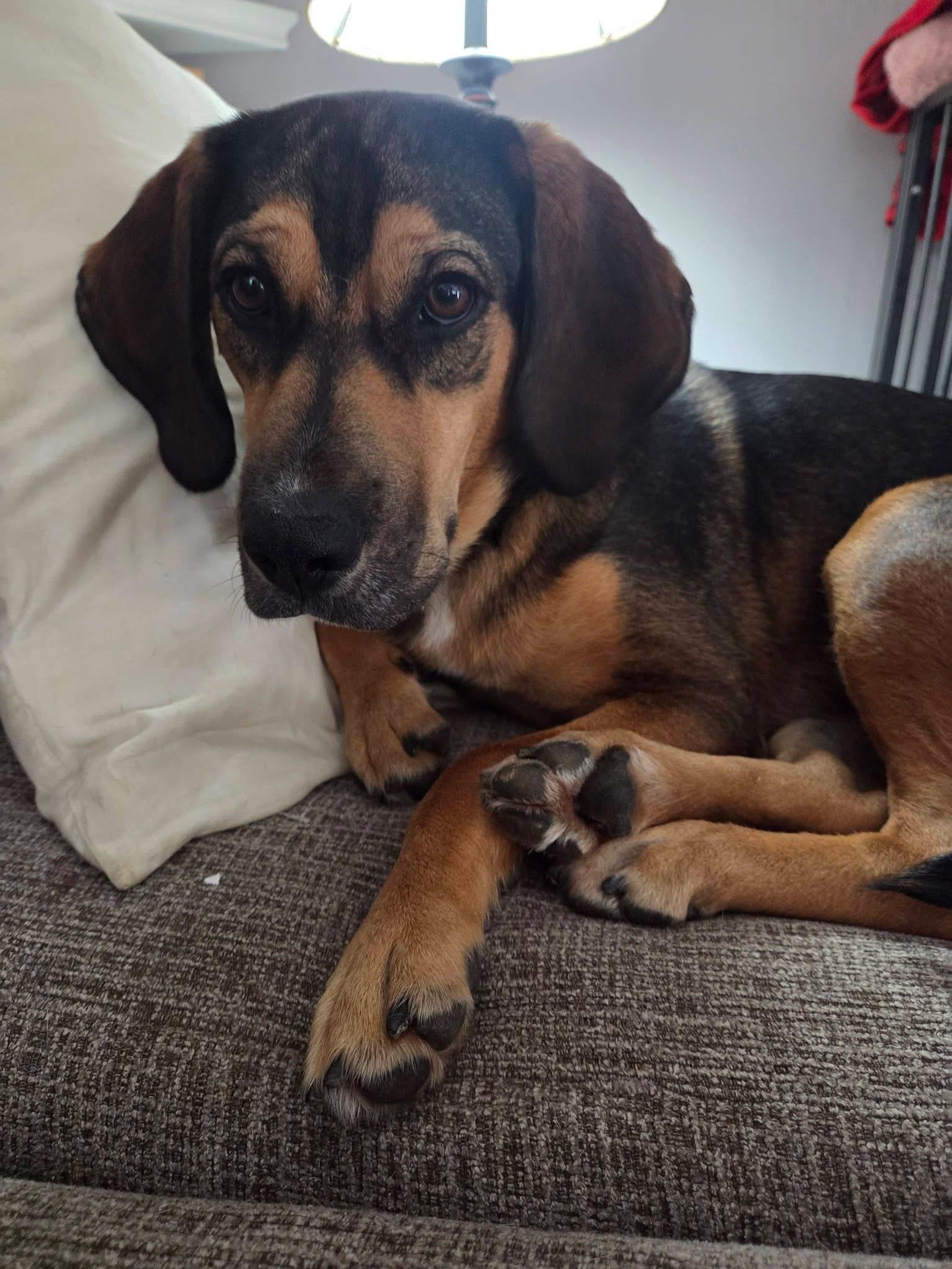 Emma, ADOPTABLE, Puppy Female Beagle & German Shepherd Dog.