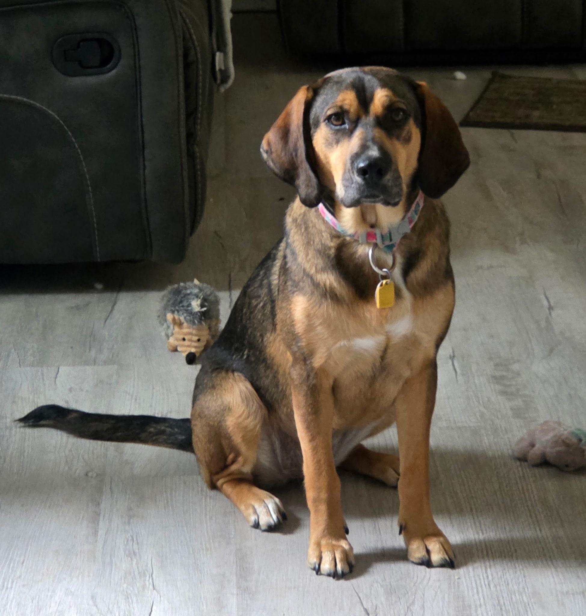 Emma, adoptable, Young Female Hound.