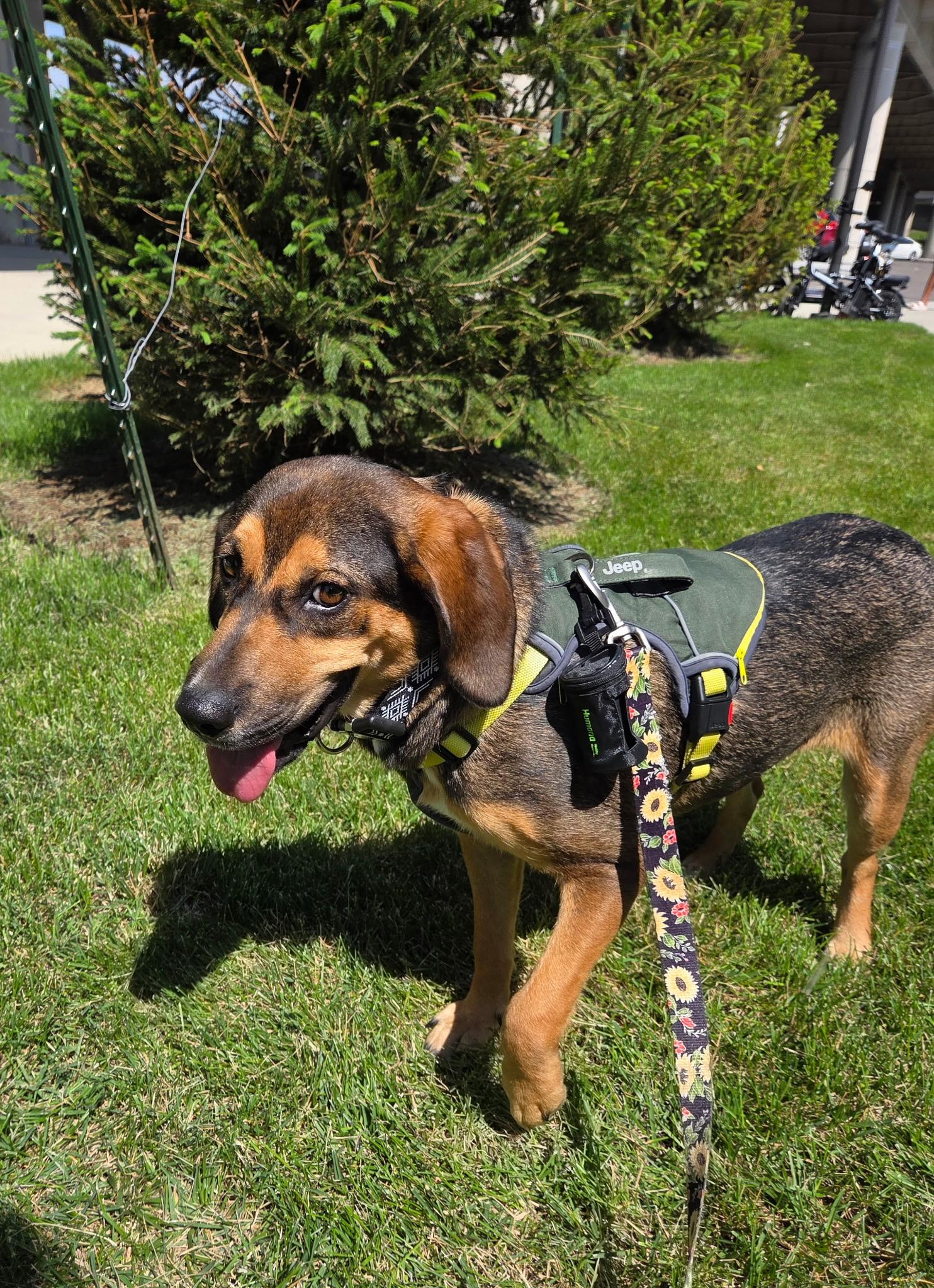 Emma, a ADOPTABLE mixed breed in Jeffersonville, IN image 3/6